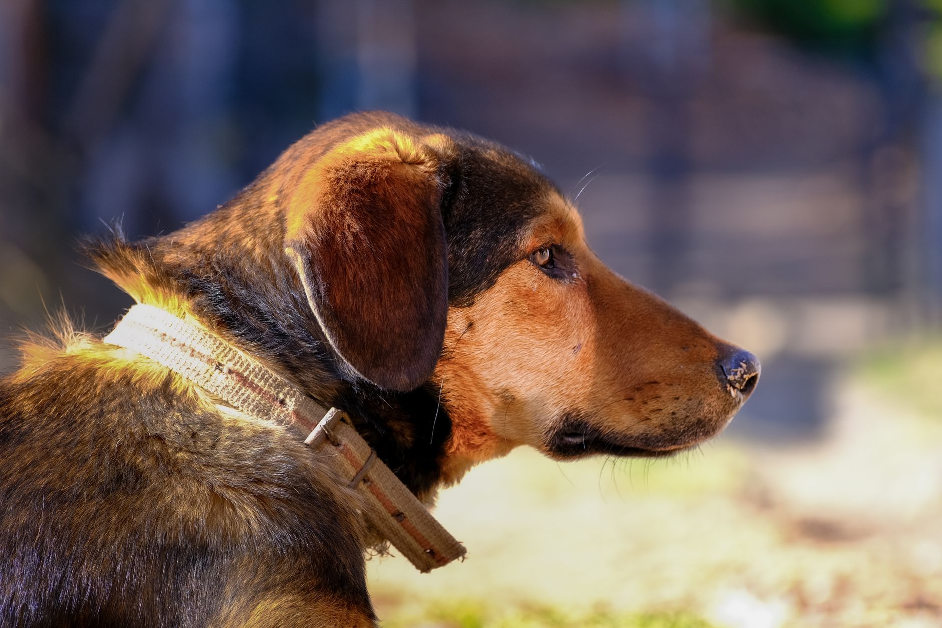 Portrait of a pet at a veterinary clinic