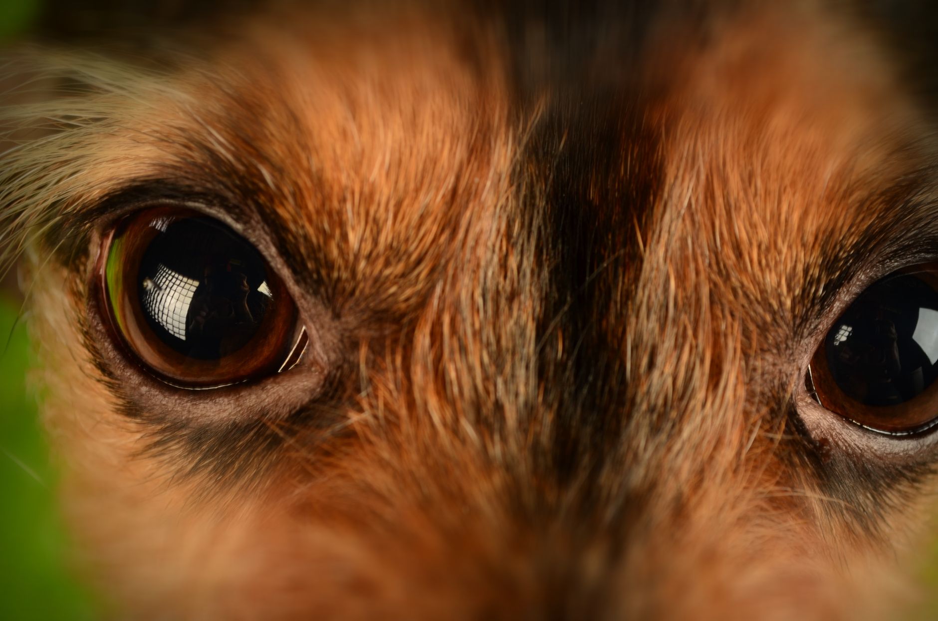 A pet undergoing diagnostic blood testing at a veterinary clinic