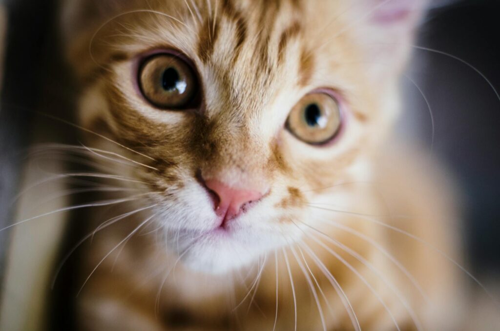 cat veterinary