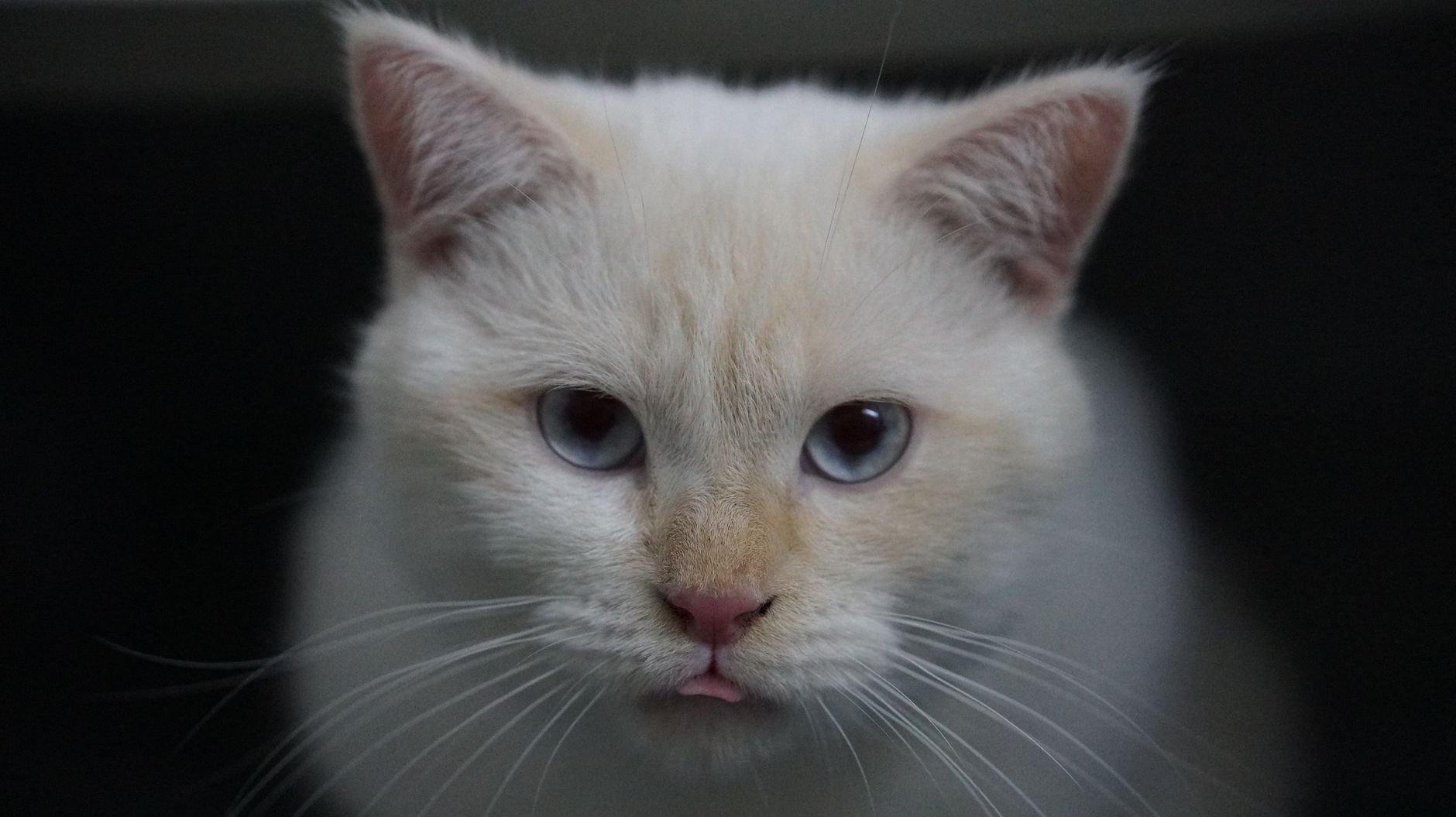 Portrait of a cat at a veterinary clinic