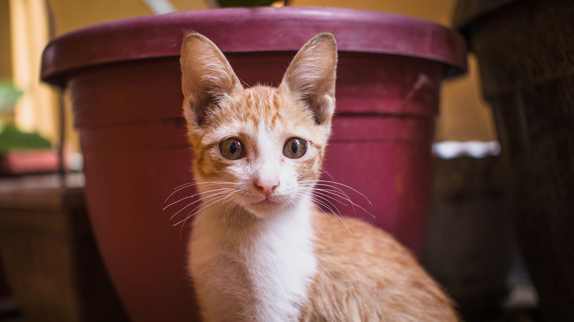 A cat undergoing diagnostic blood testing at a veterinary clinic