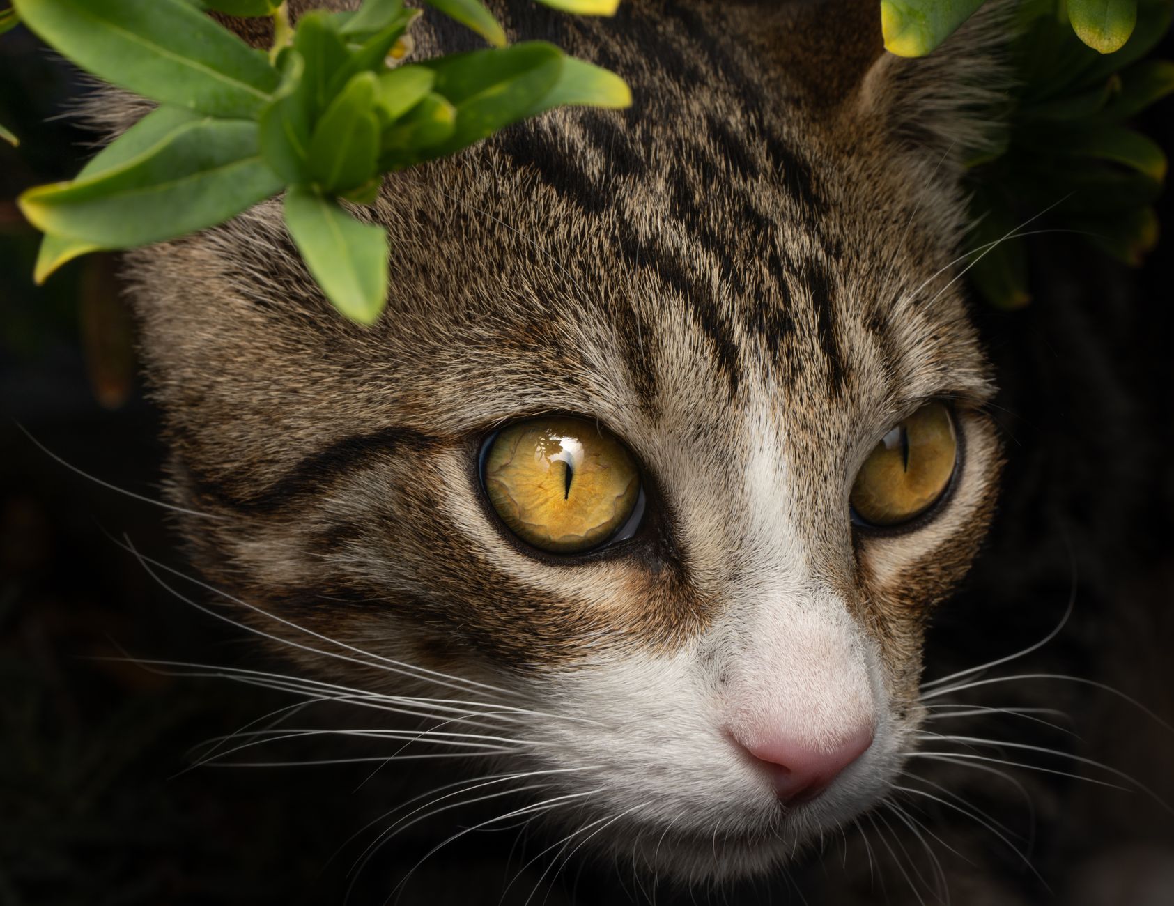 Healthcare and wellness consultation for a cat