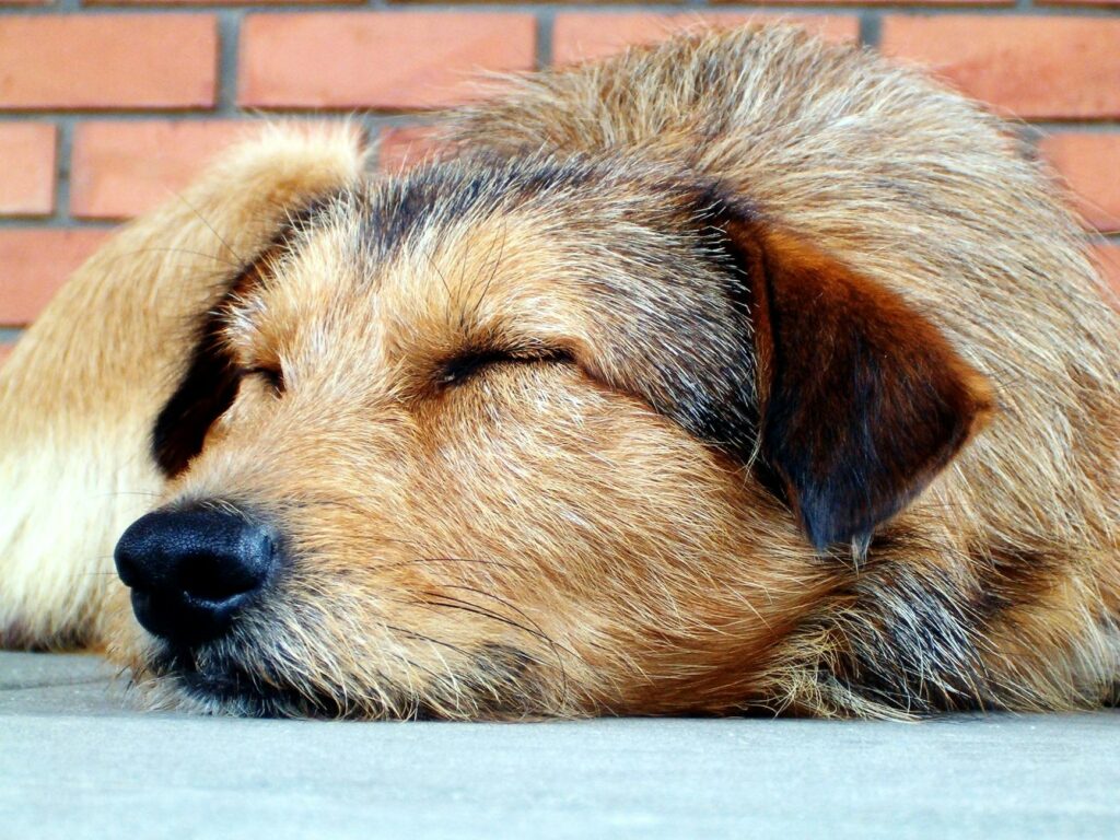 dog veterinary