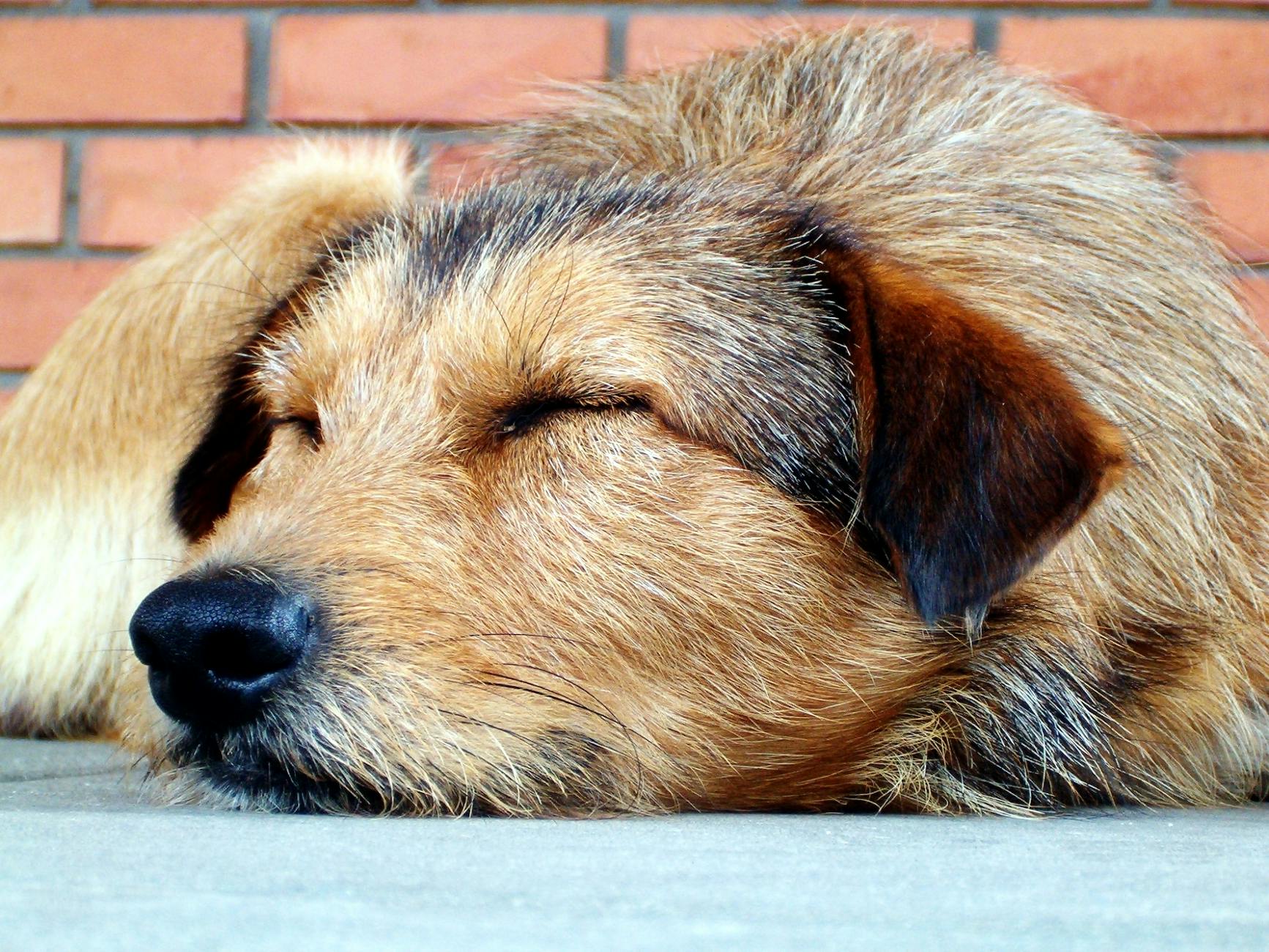 Veterinary care for a dog