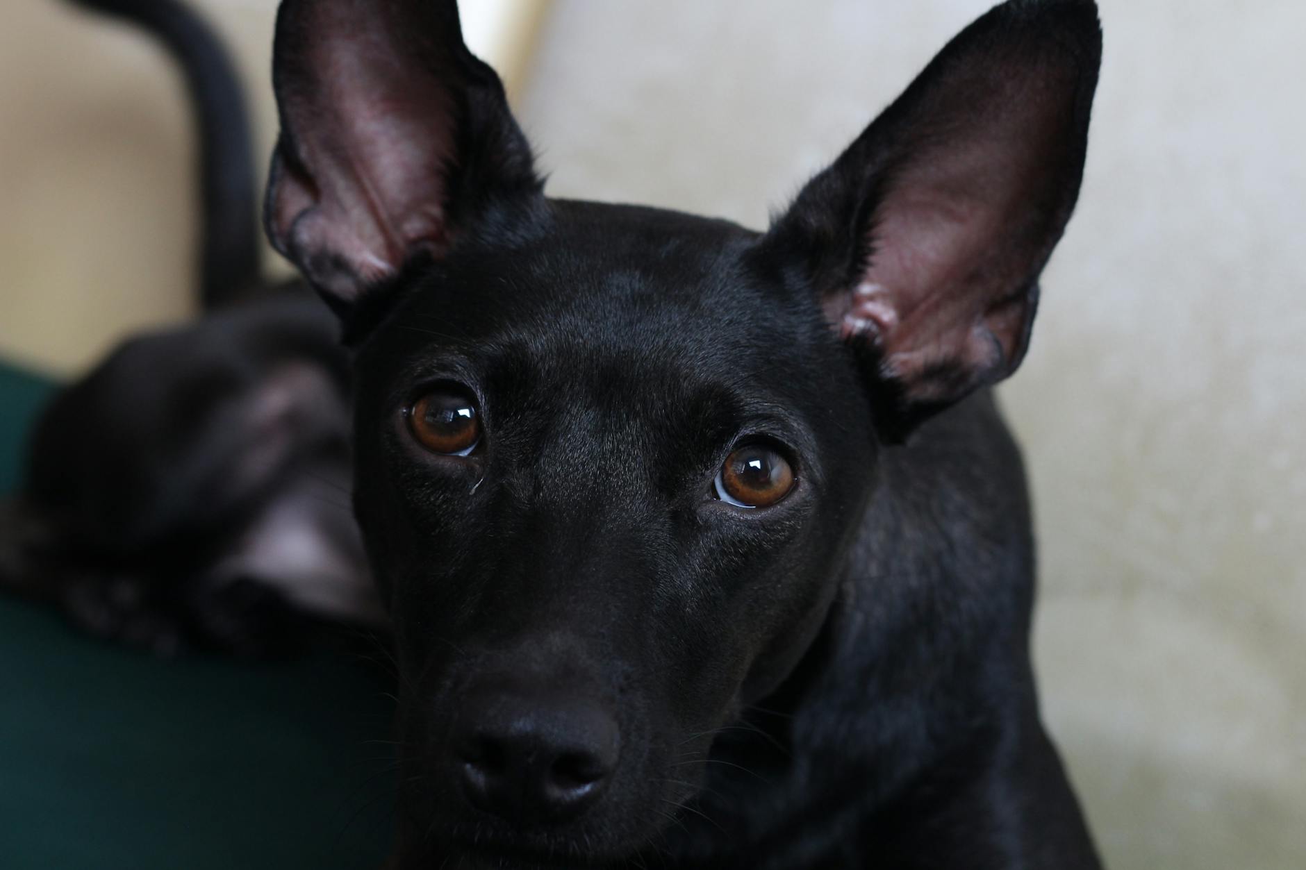 Veterinarian examining a dog during a checkup