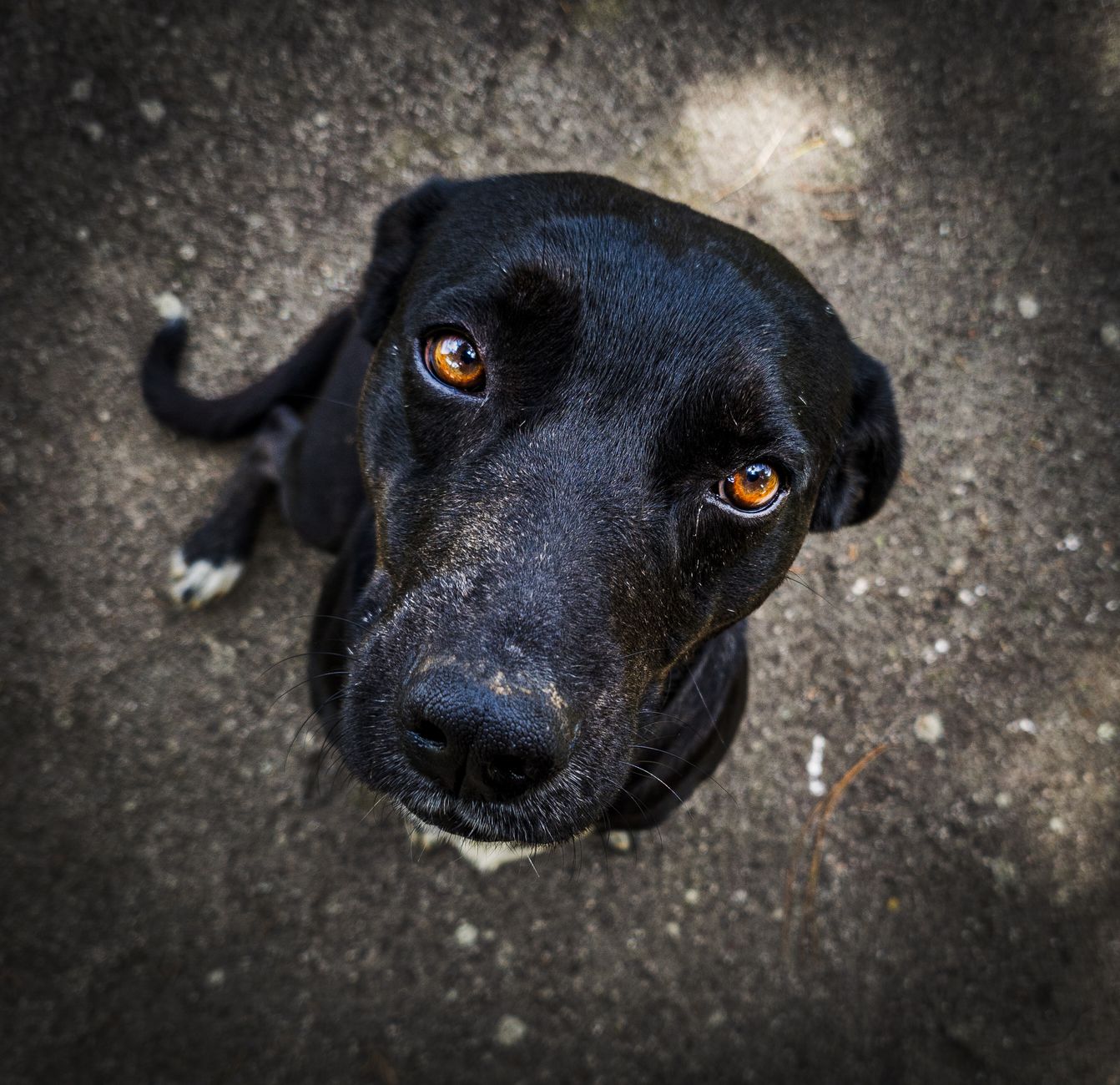 Veterinary care for a pet