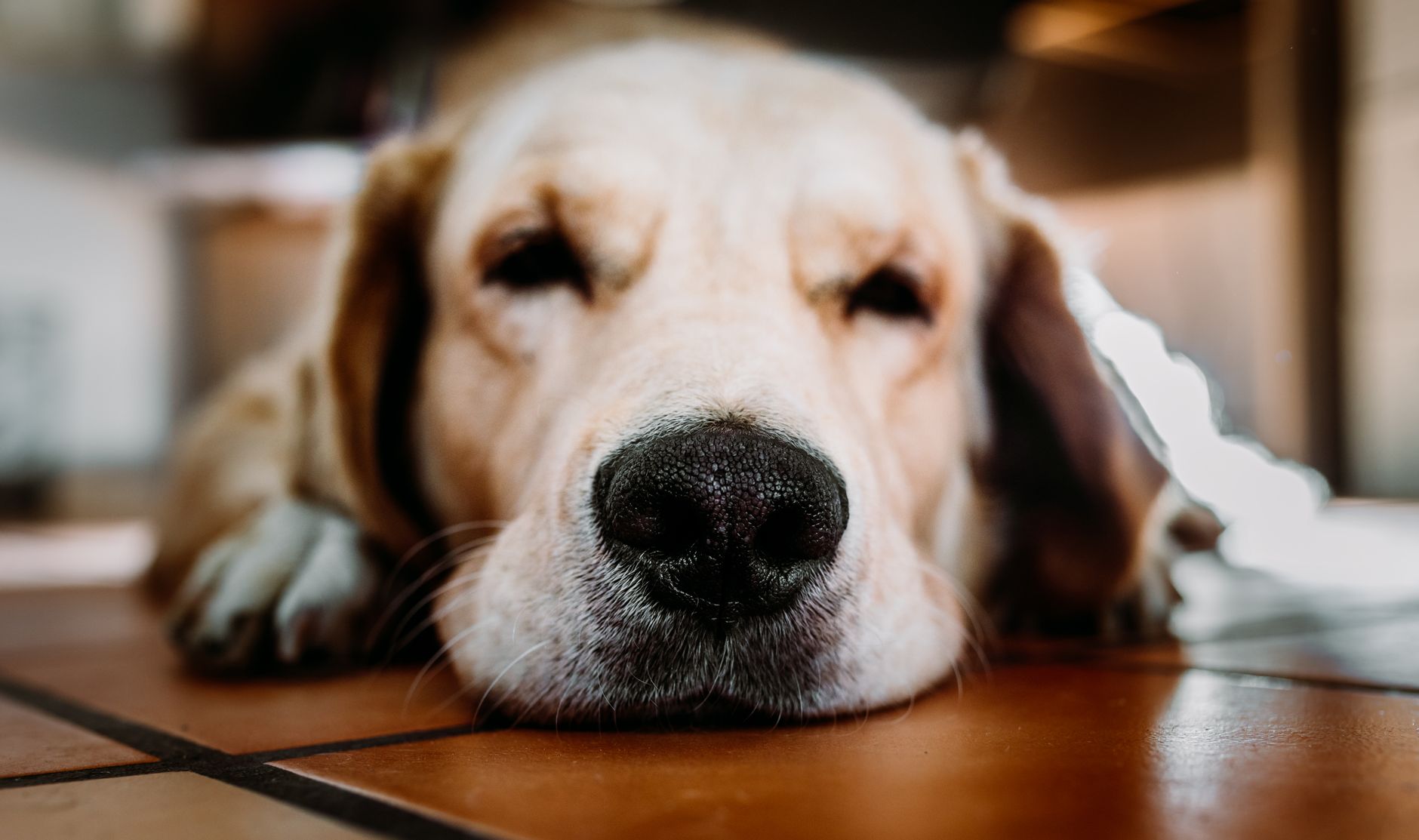 Portrait of a pet at a veterinary clinic