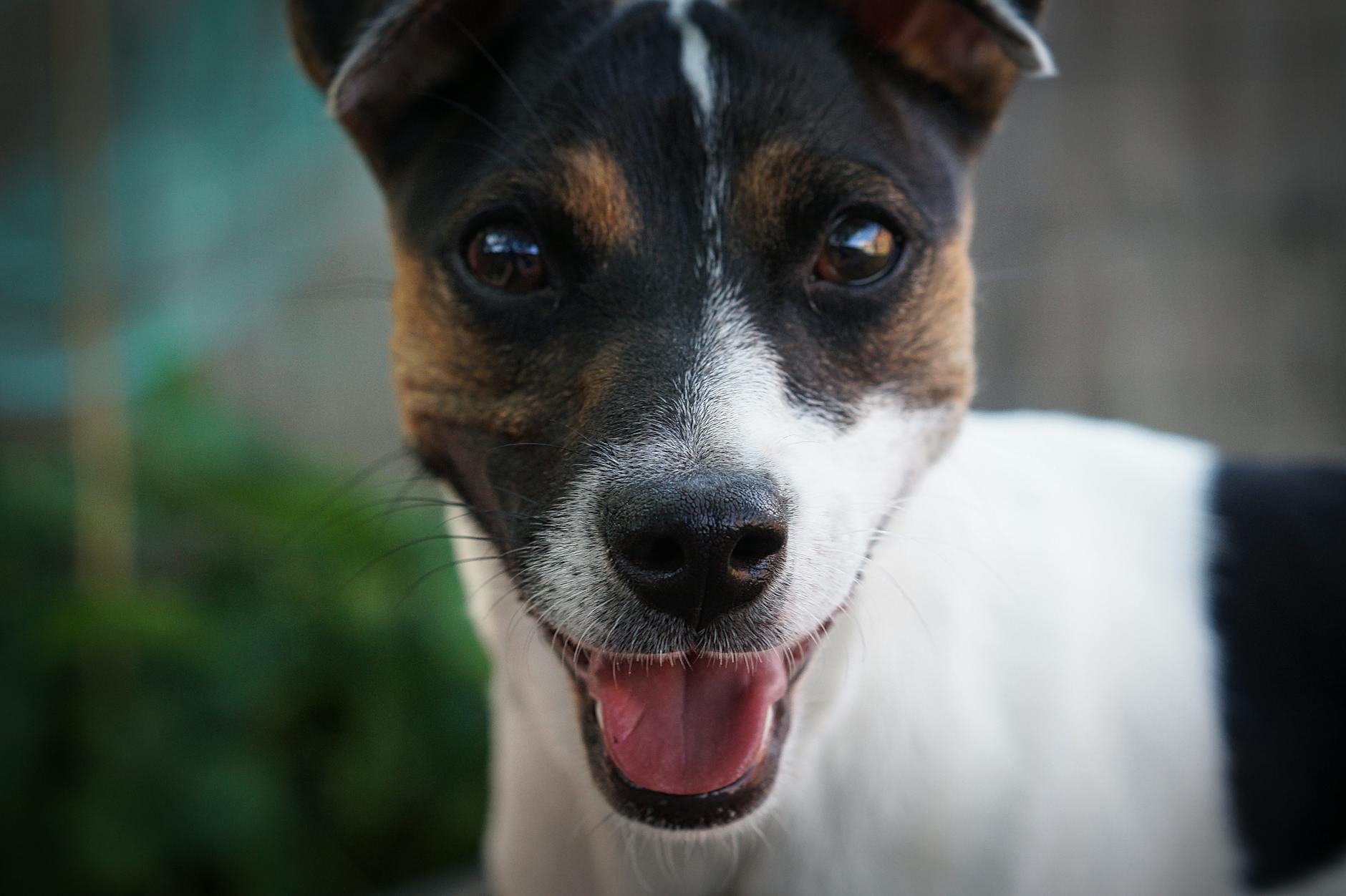 A pet undergoing diagnostic blood testing at a veterinary clinic