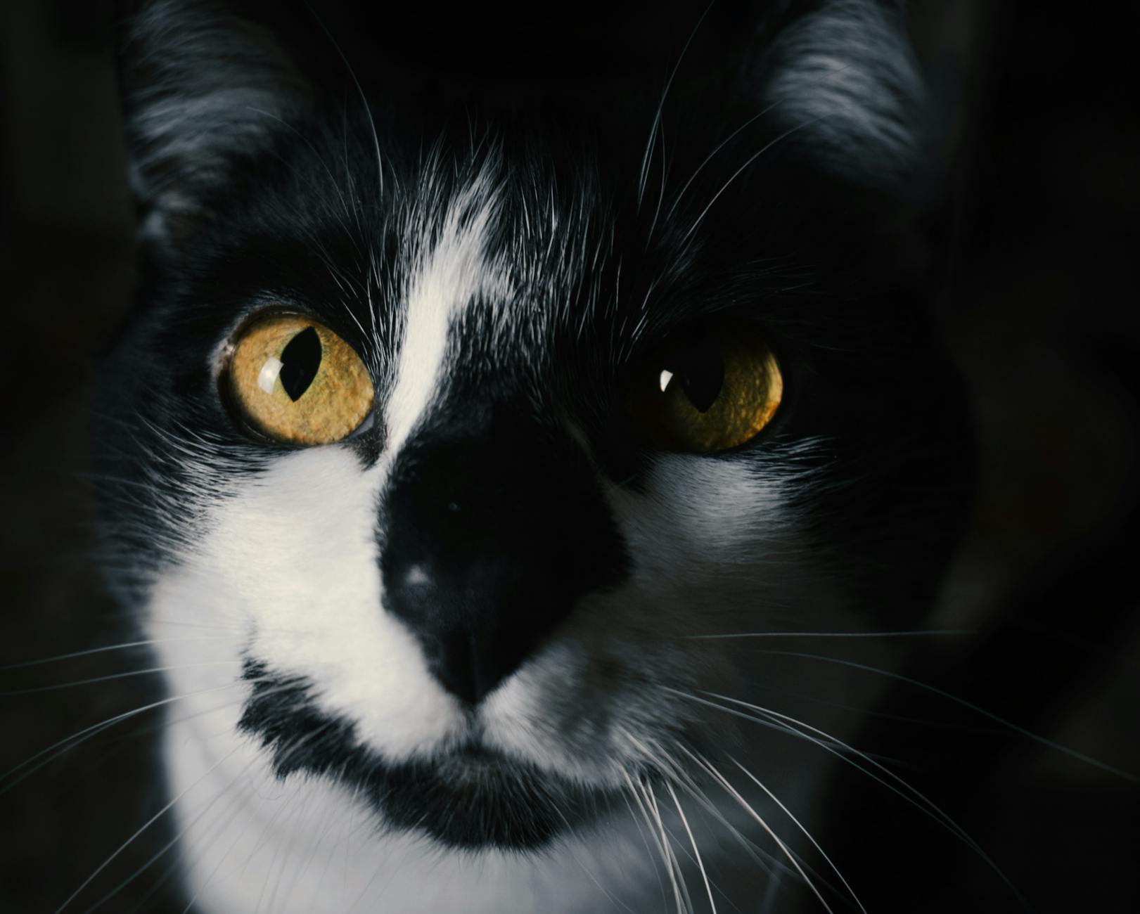 Portrait of a cat at a veterinary clinic