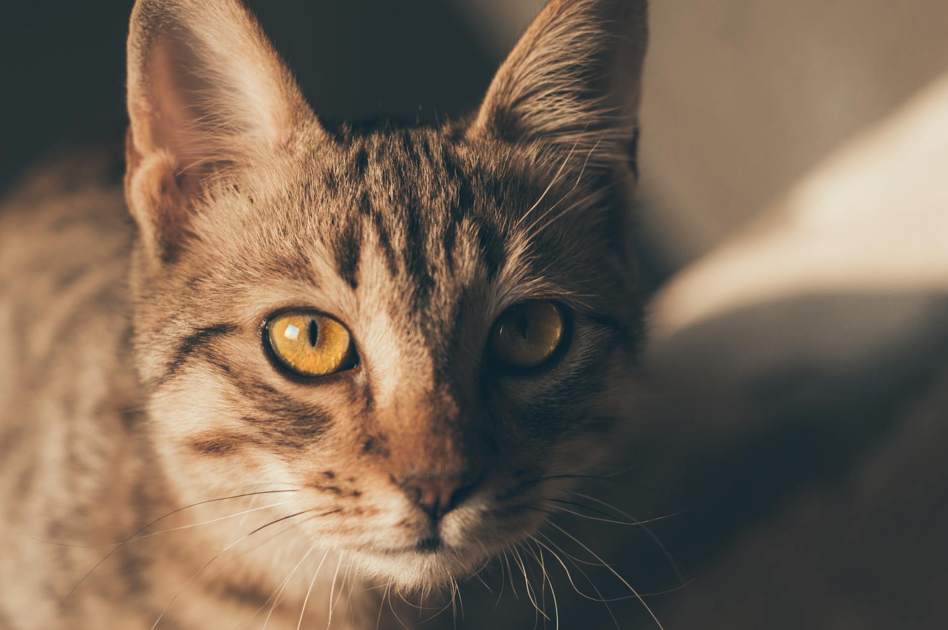 A cat undergoing diagnostic blood testing at a veterinary clinic