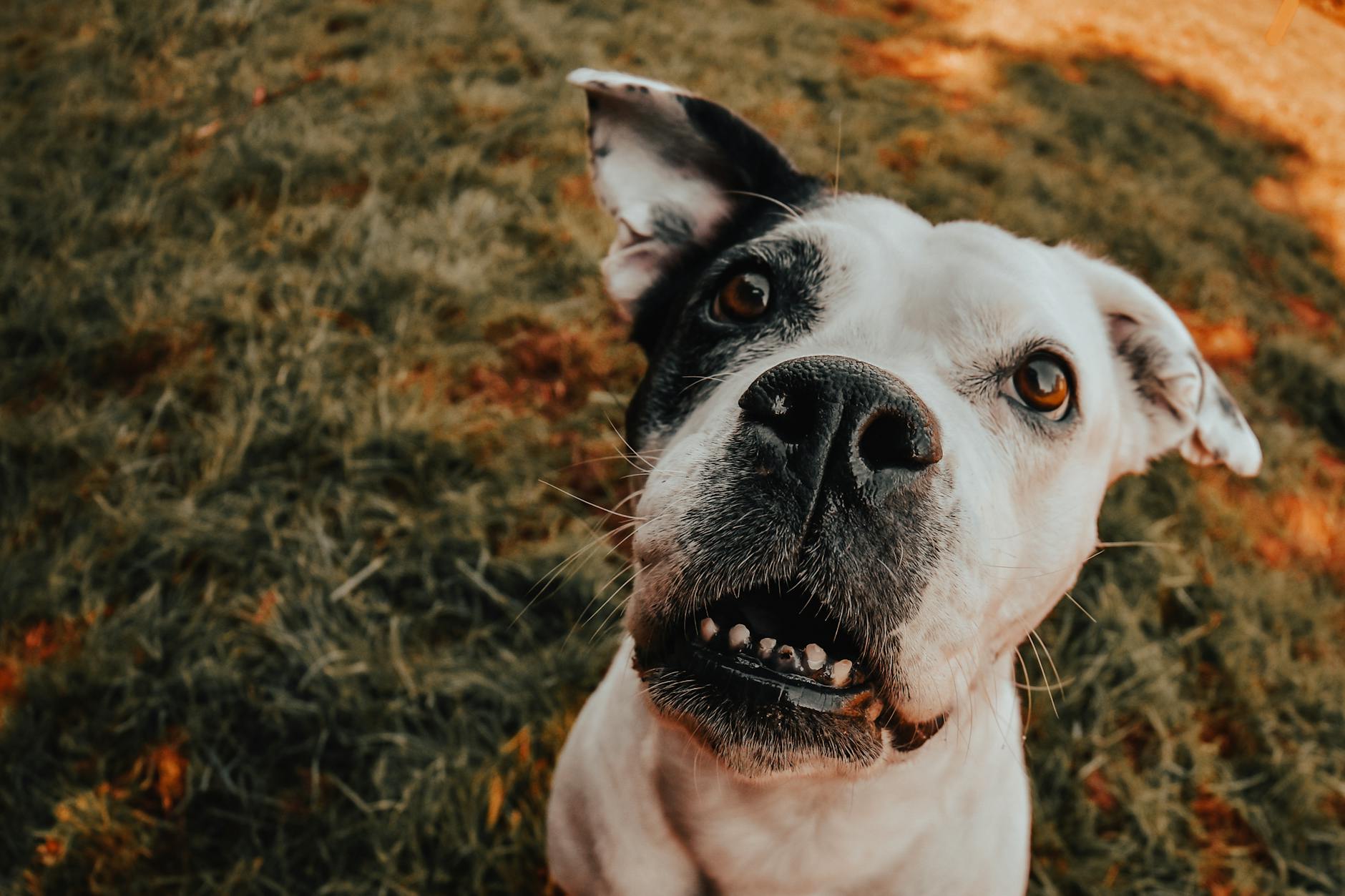Veterinary care for a dog