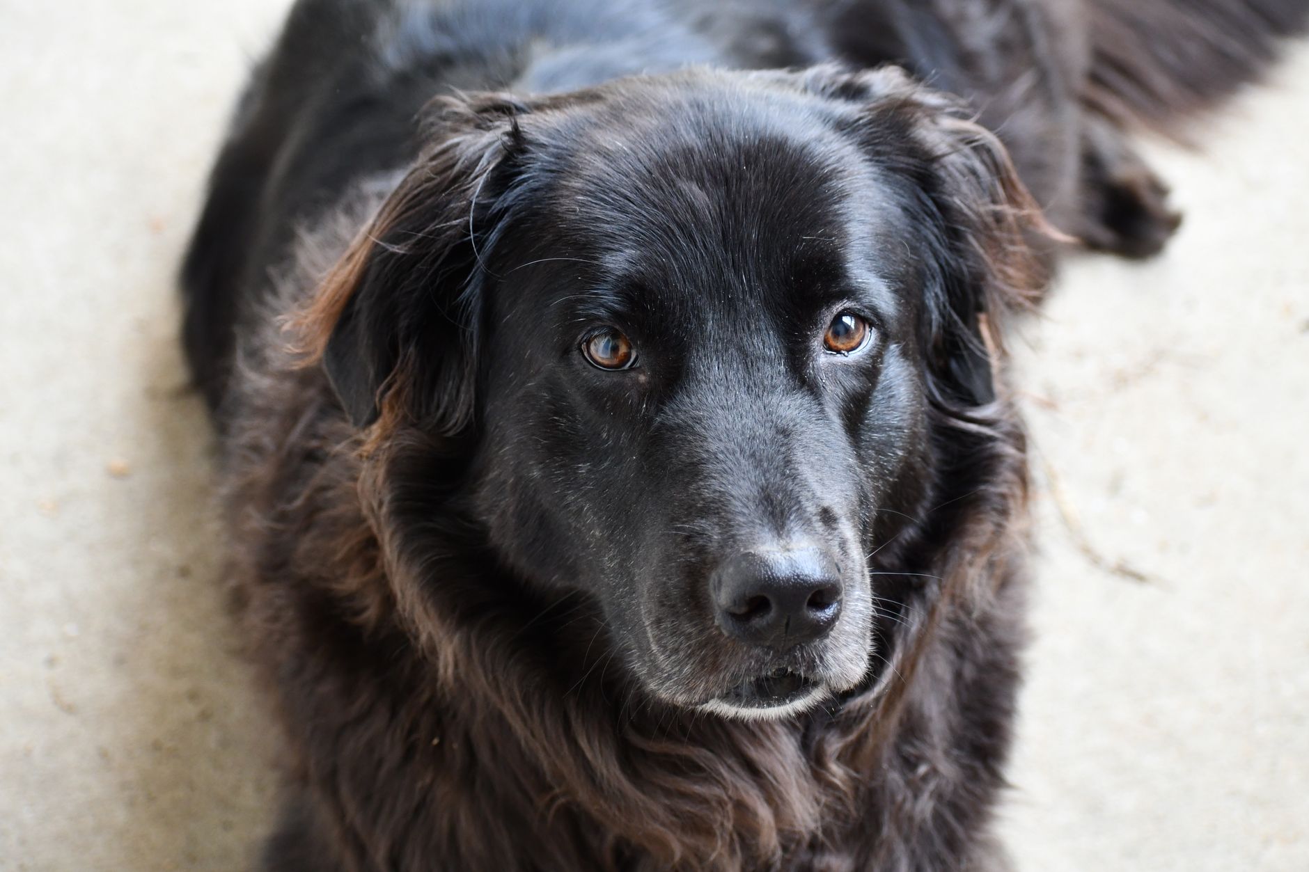 Veterinary care for a dog