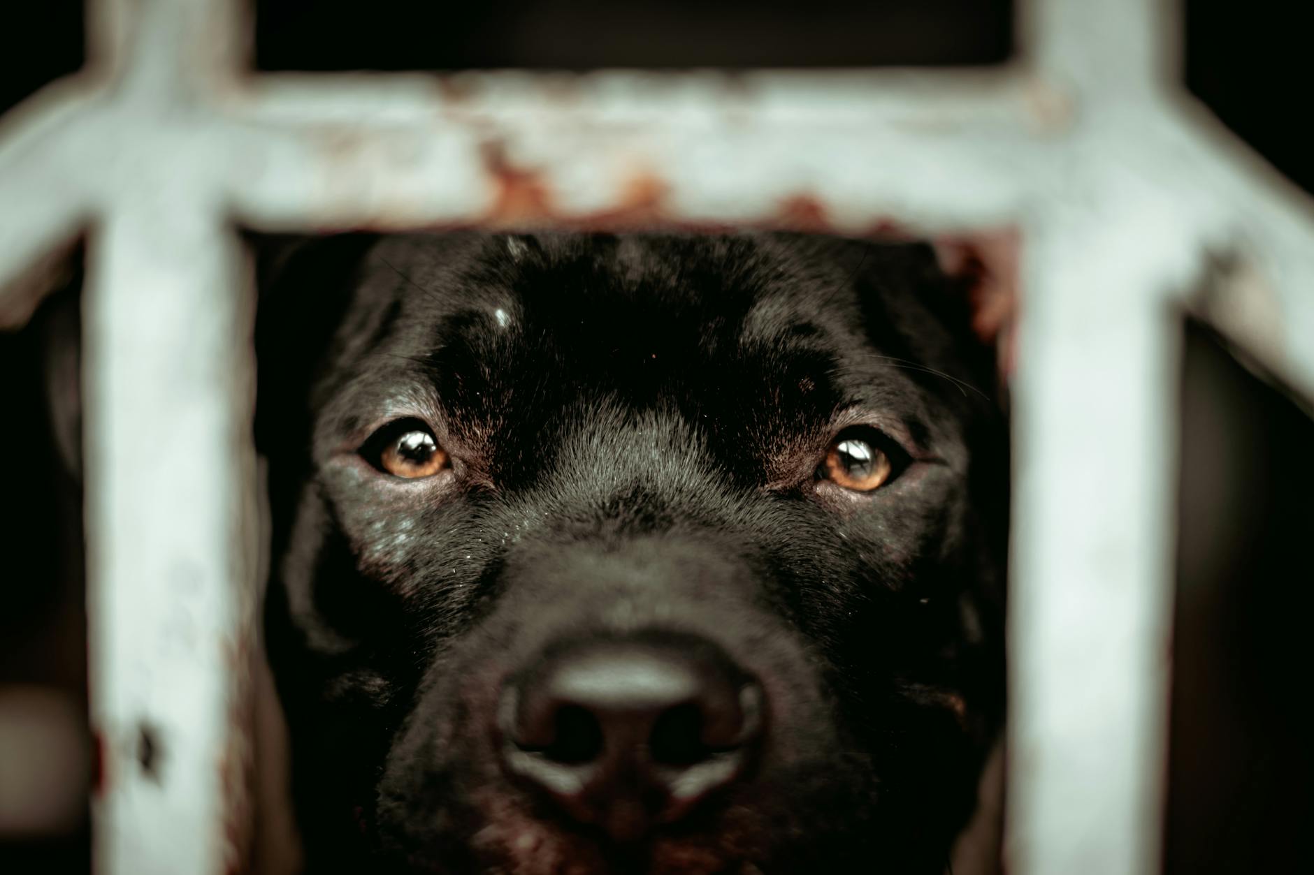 Portrait of a dog at a veterinary clinic