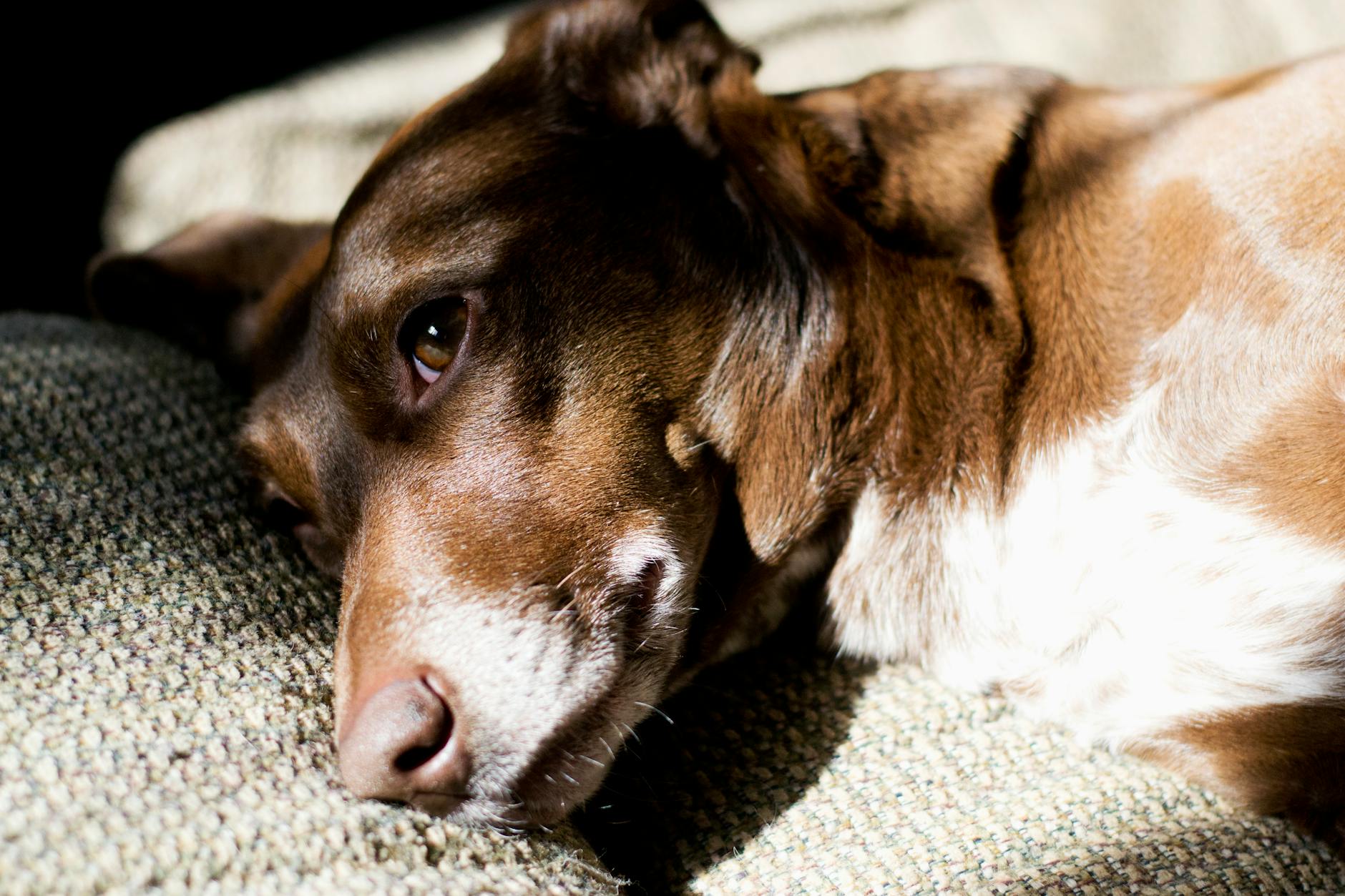 A dog undergoing diagnostic blood testing at a veterinary clinic