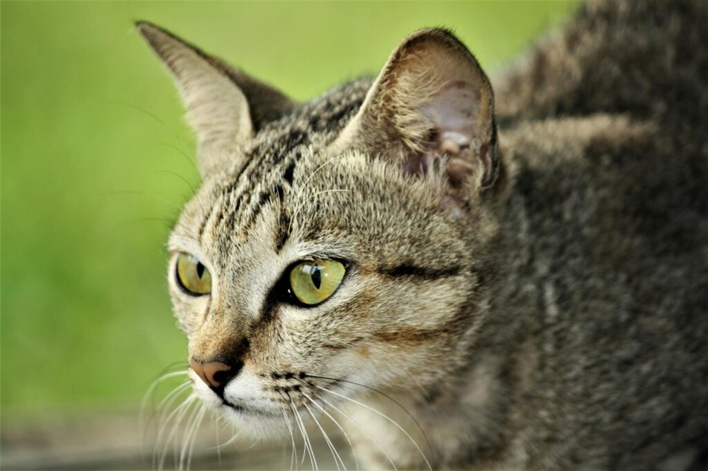 cat veterinary