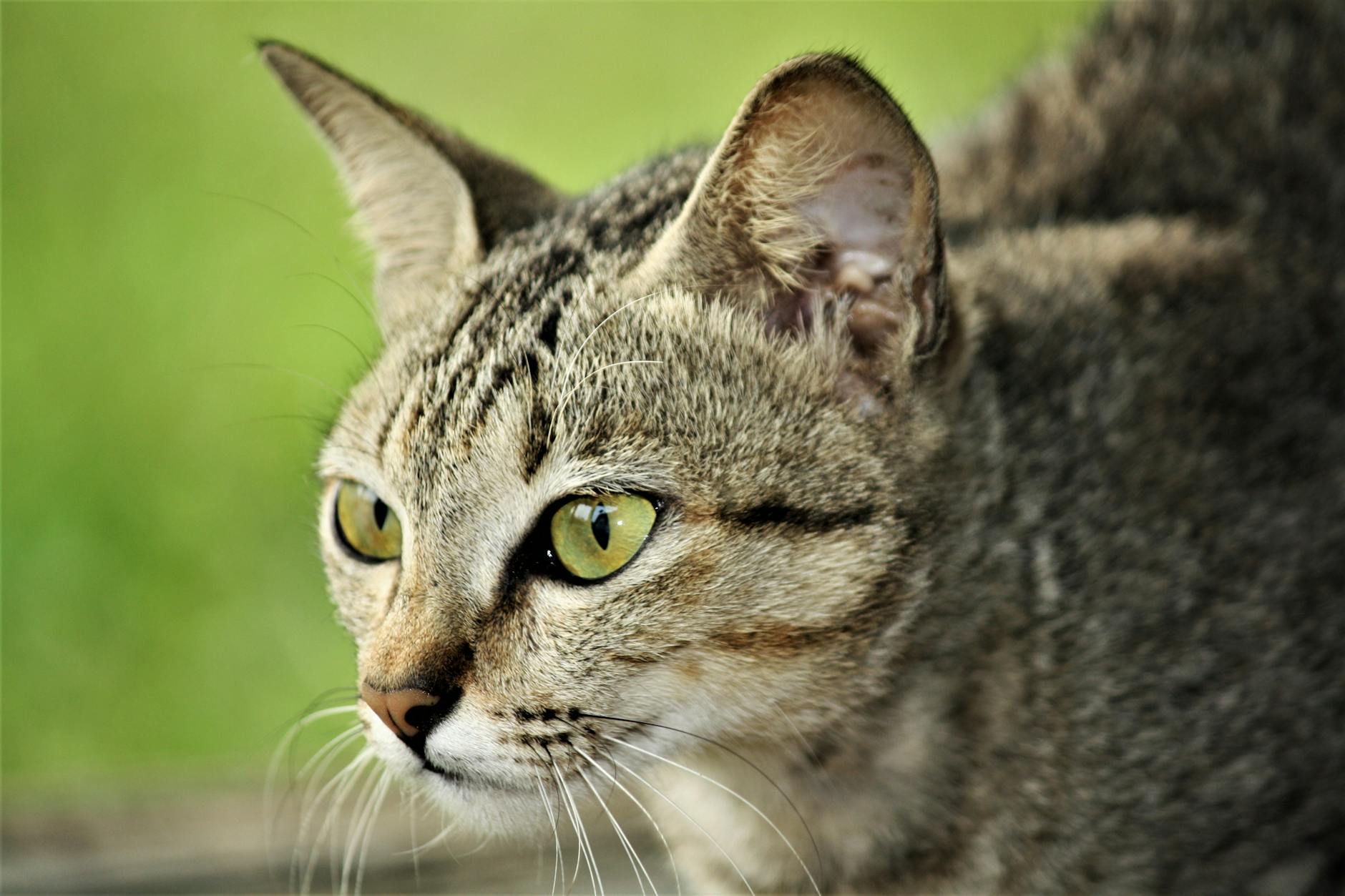 Veterinary care for a cat