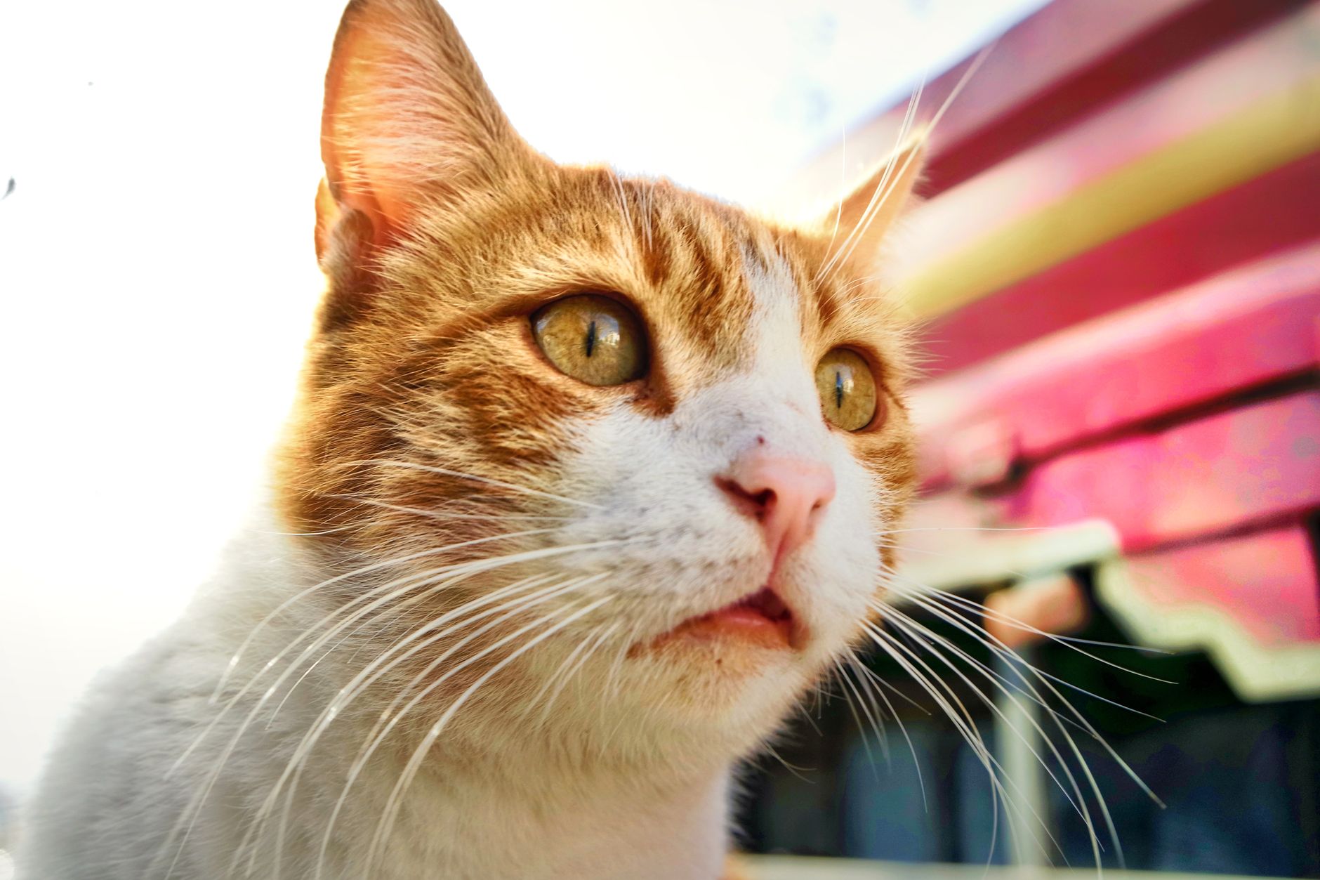 Veterinarian examining a cat during a checkup