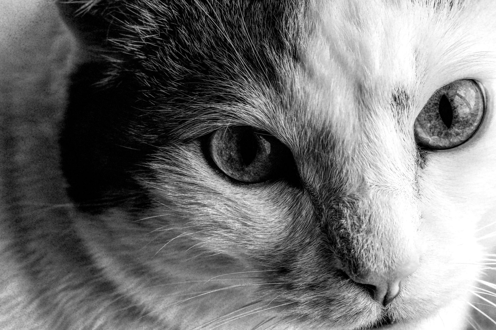 Portrait of a cat at a veterinary clinic