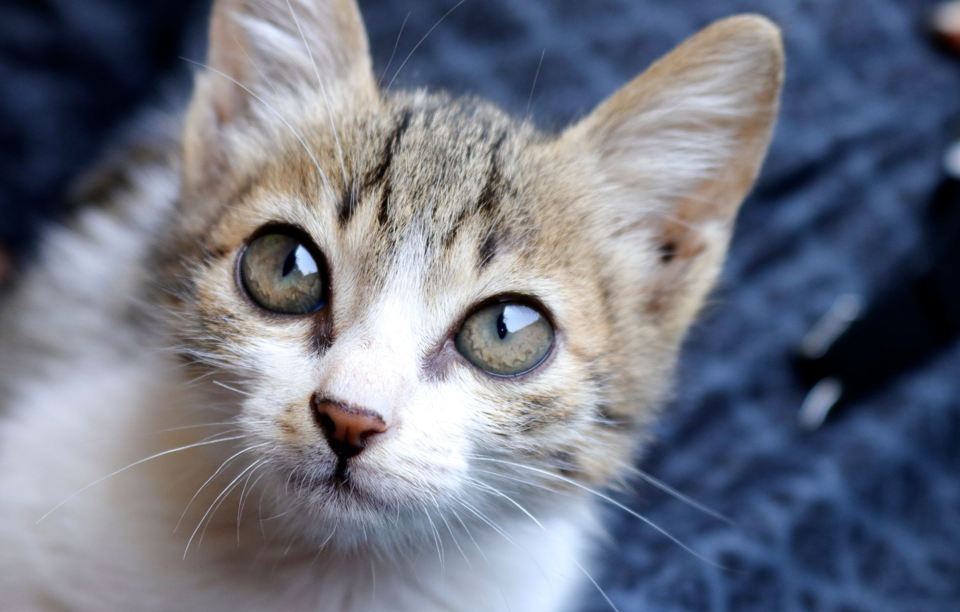 A cat undergoing diagnostic blood testing at a veterinary clinic