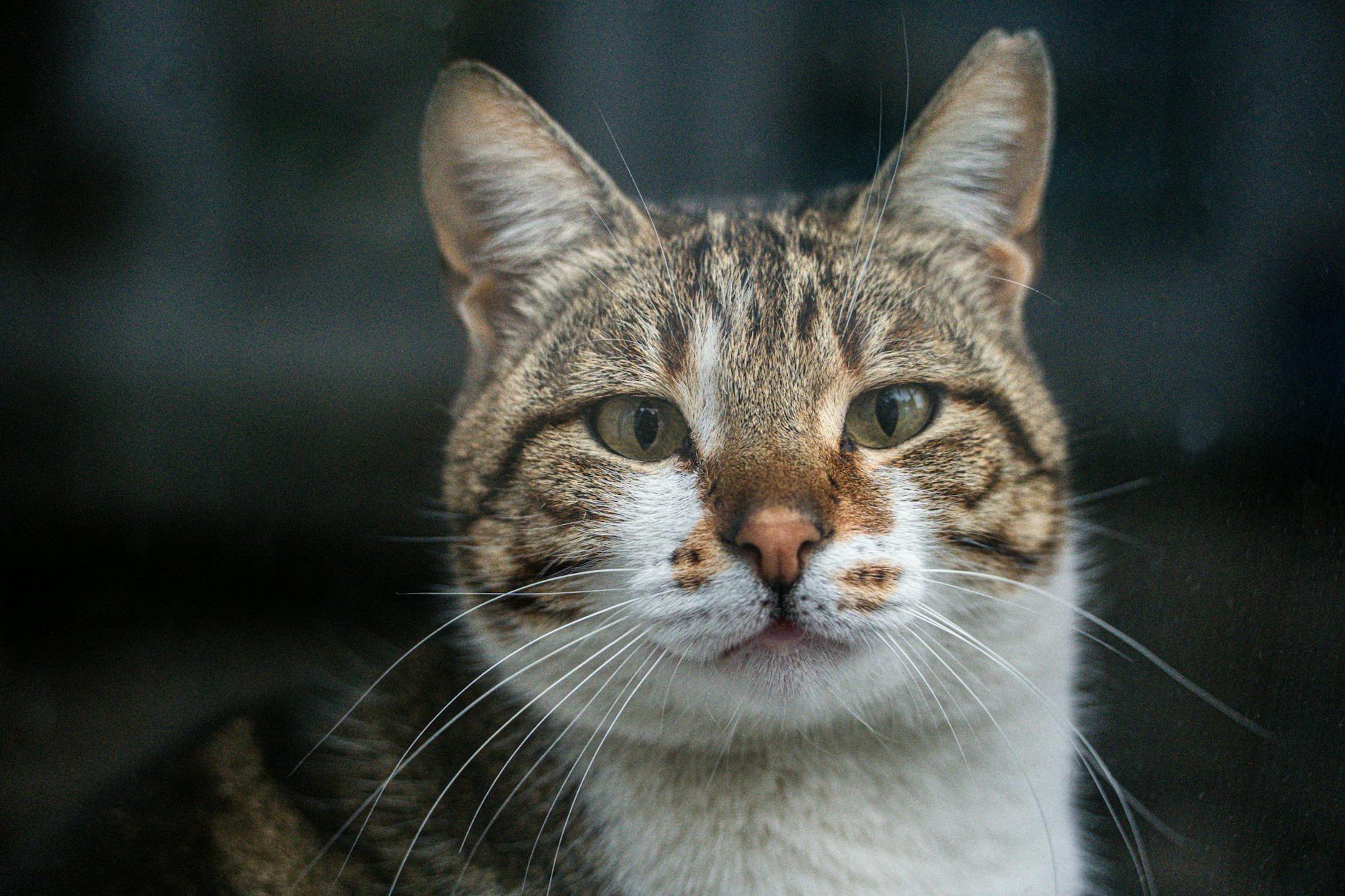 Veterinary care for a cat