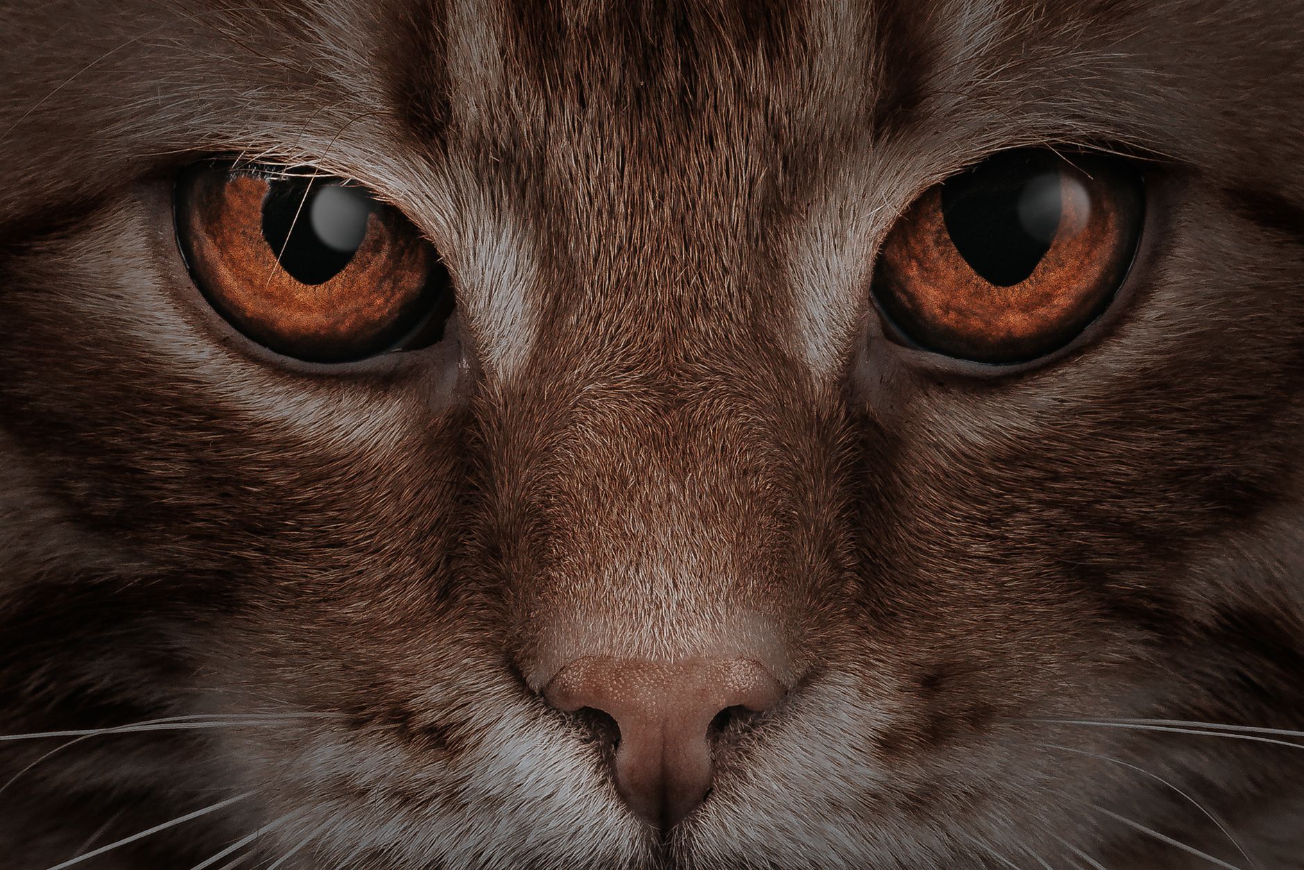 Portrait of a cat at a veterinary clinic