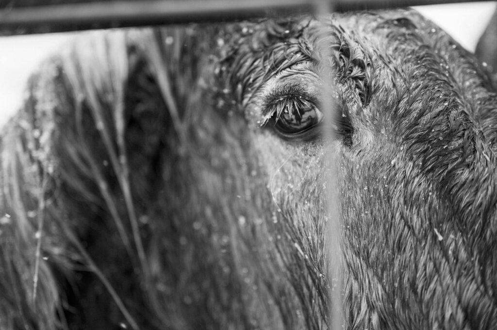 horse veterinary