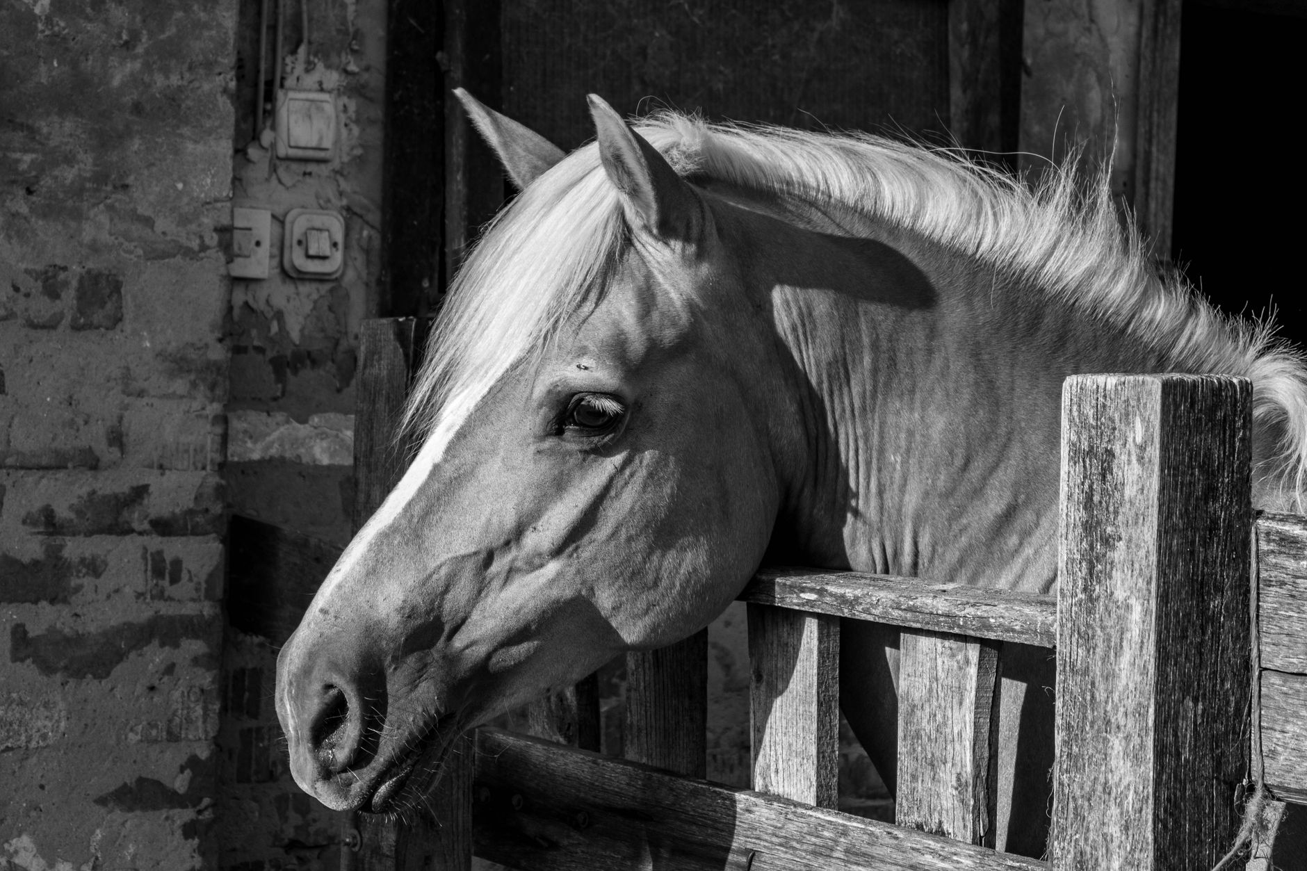 Veterinarian examining a horse during a checkup