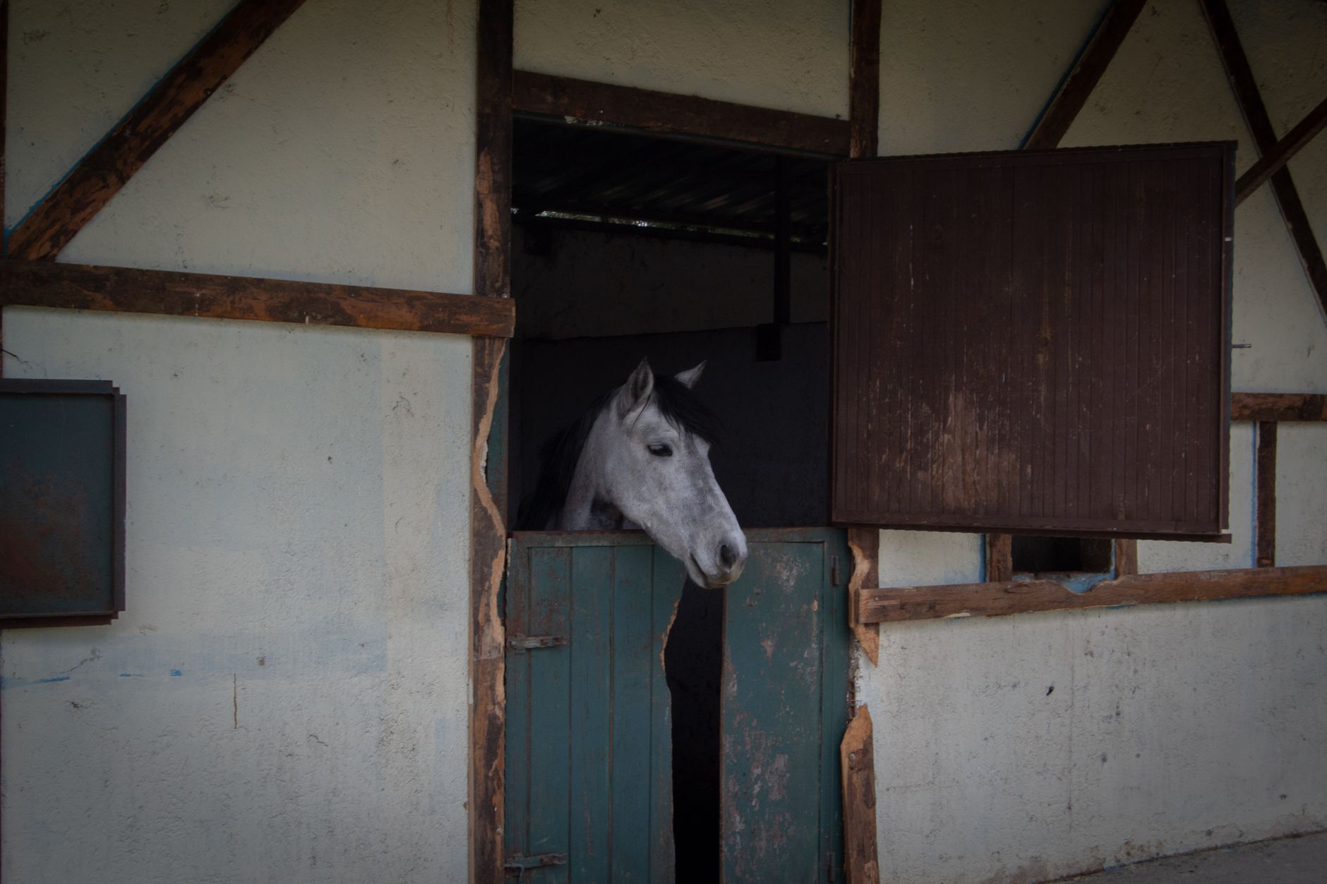 Portrait of a horse at a veterinary clinic