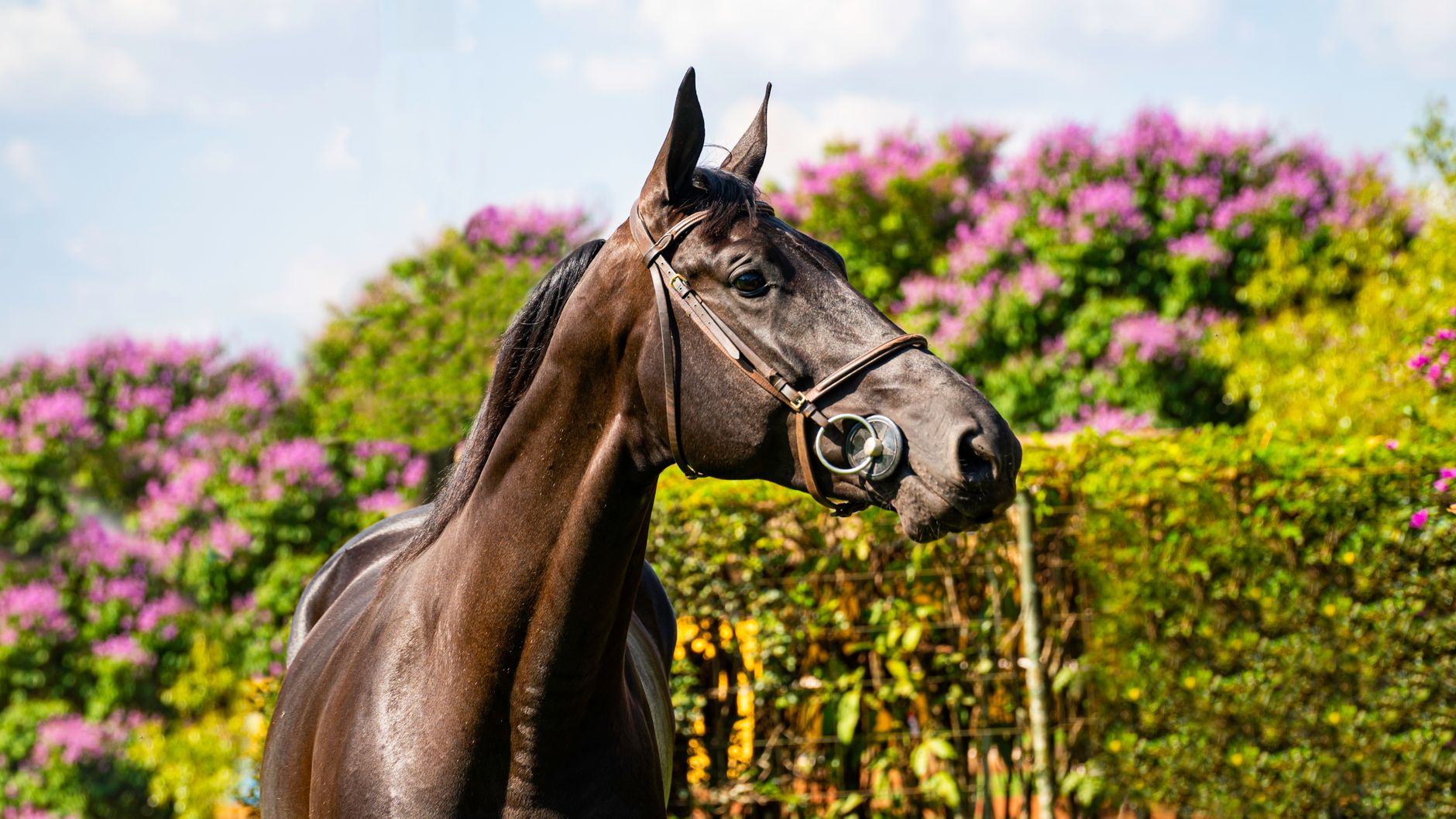 A horse undergoing diagnostic blood testing at a veterinary clinic