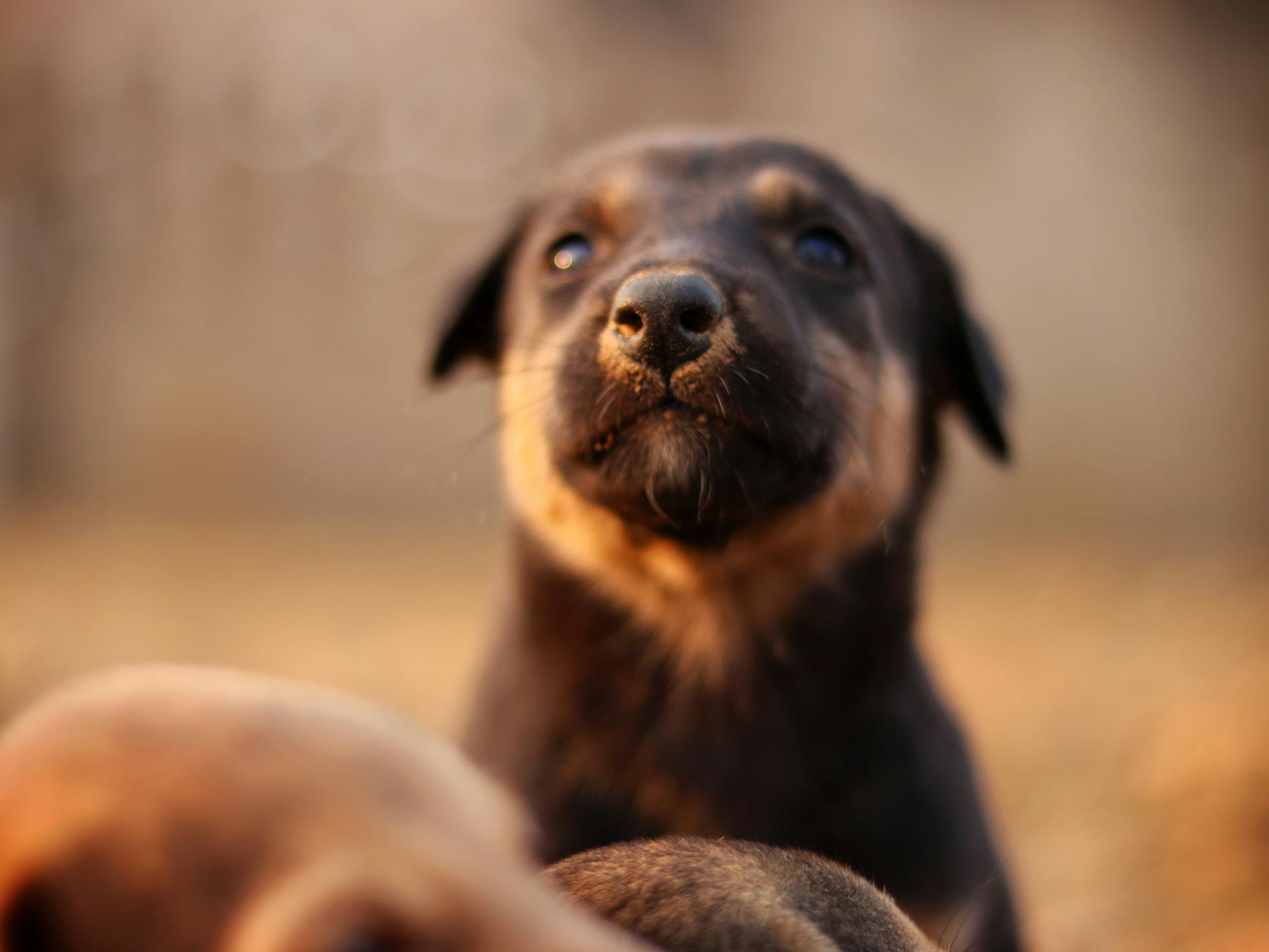 Veterinary care for a dog