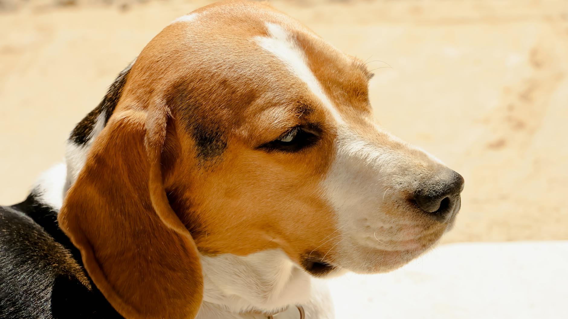 Veterinarian examining a dog during a checkup