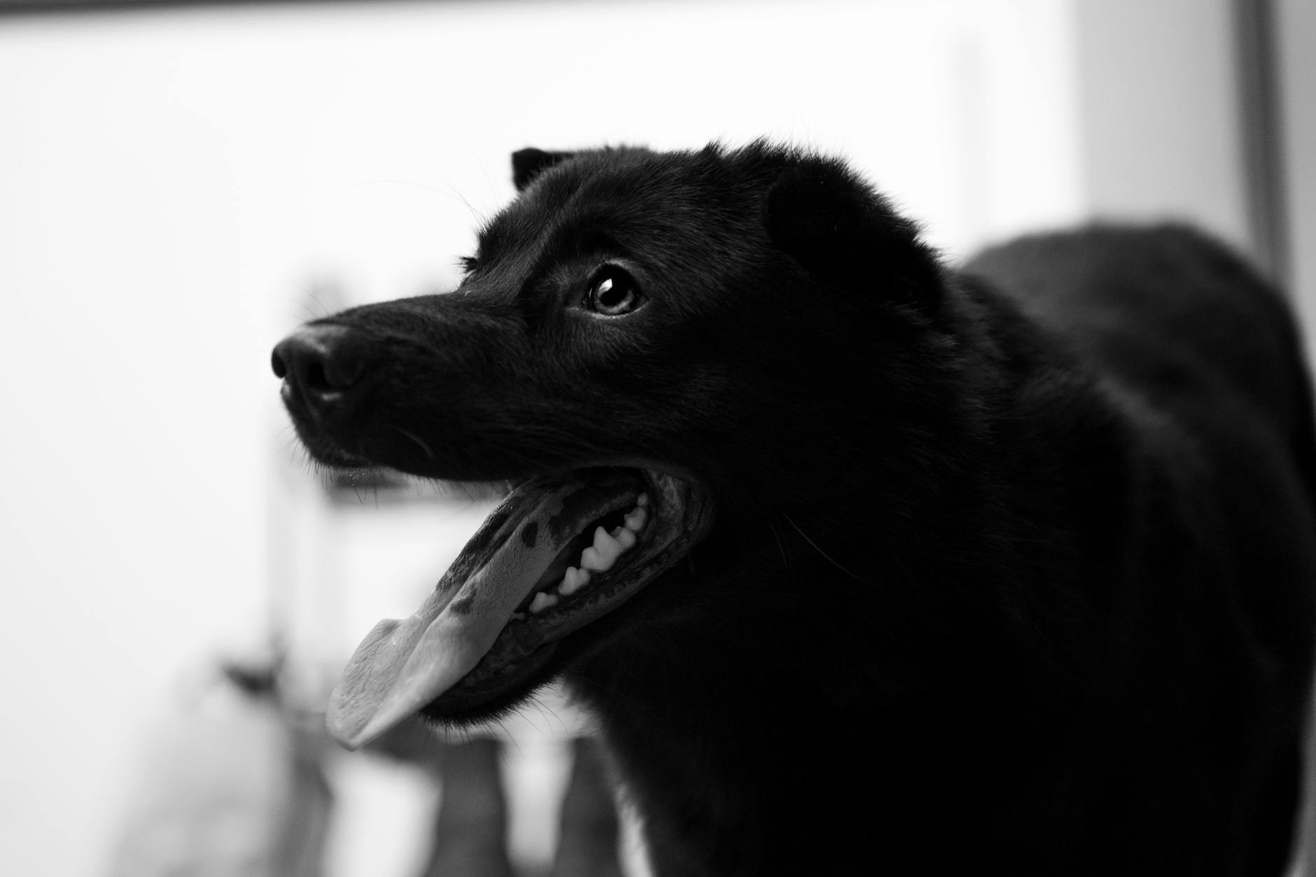 Portrait of a dog at a veterinary clinic