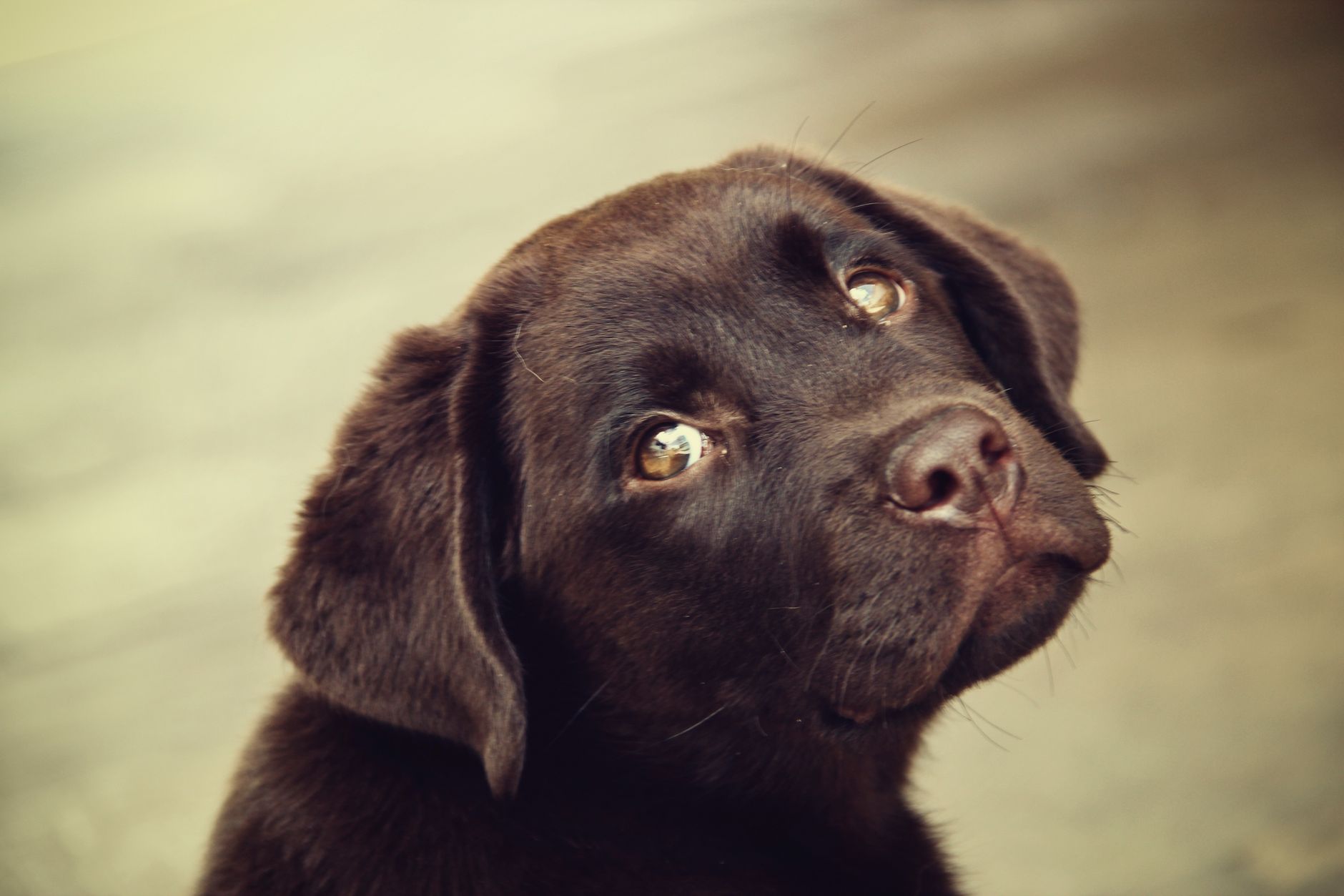 A dog undergoing diagnostic blood testing at a veterinary clinic