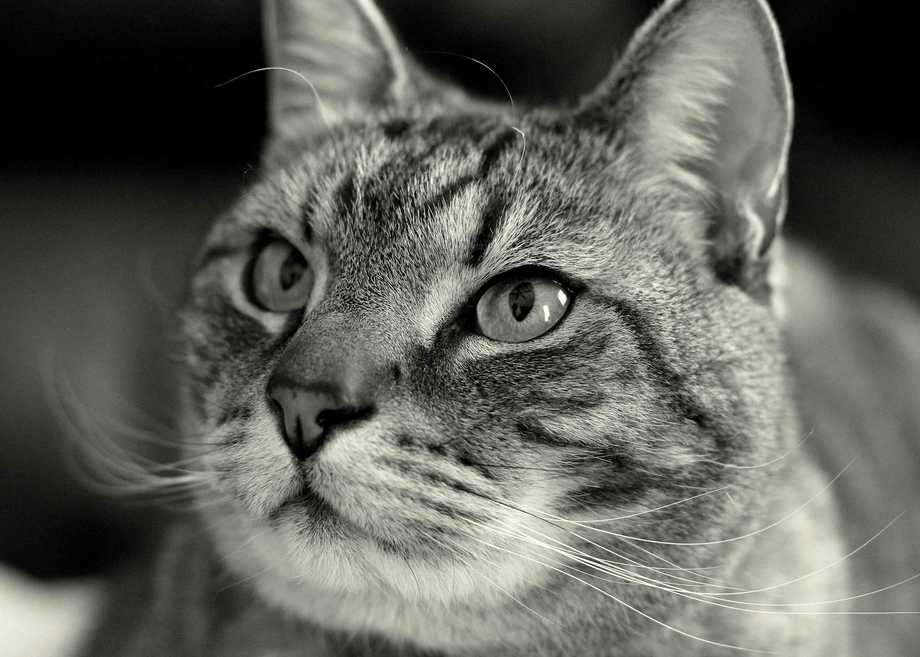Veterinary care for a cat