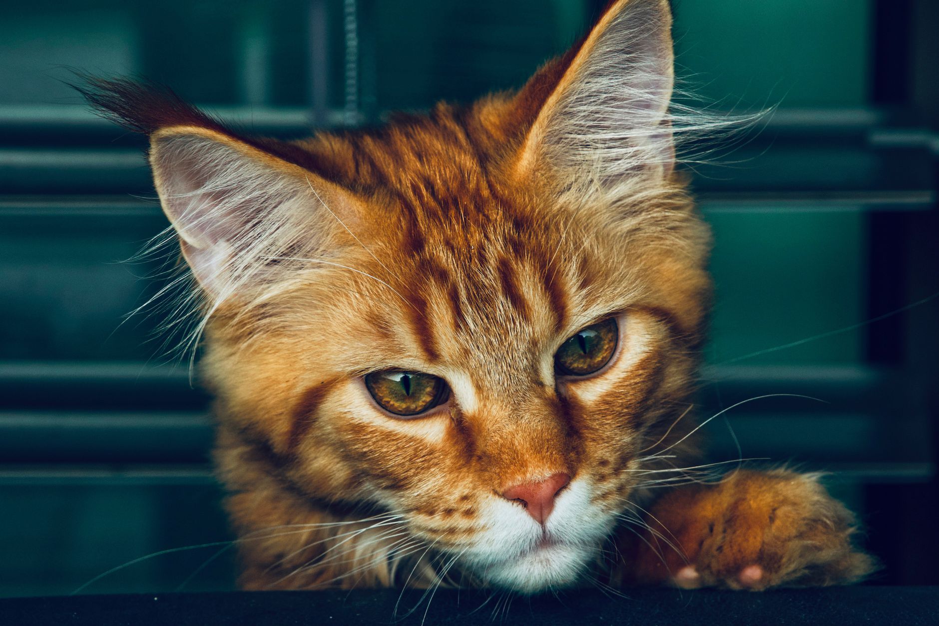 Portrait of a cat at a veterinary clinic