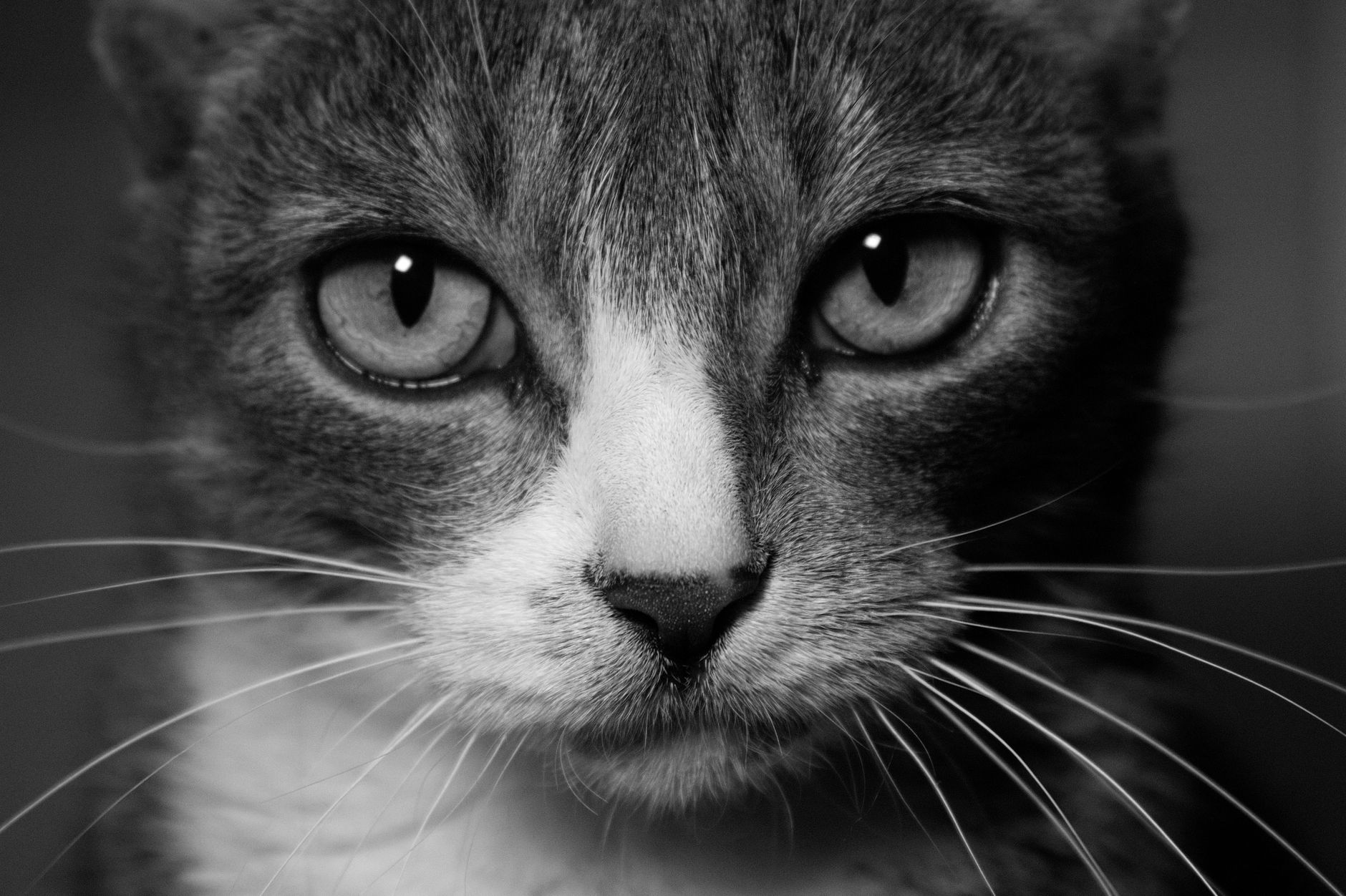 A cat undergoing diagnostic blood testing at a veterinary clinic