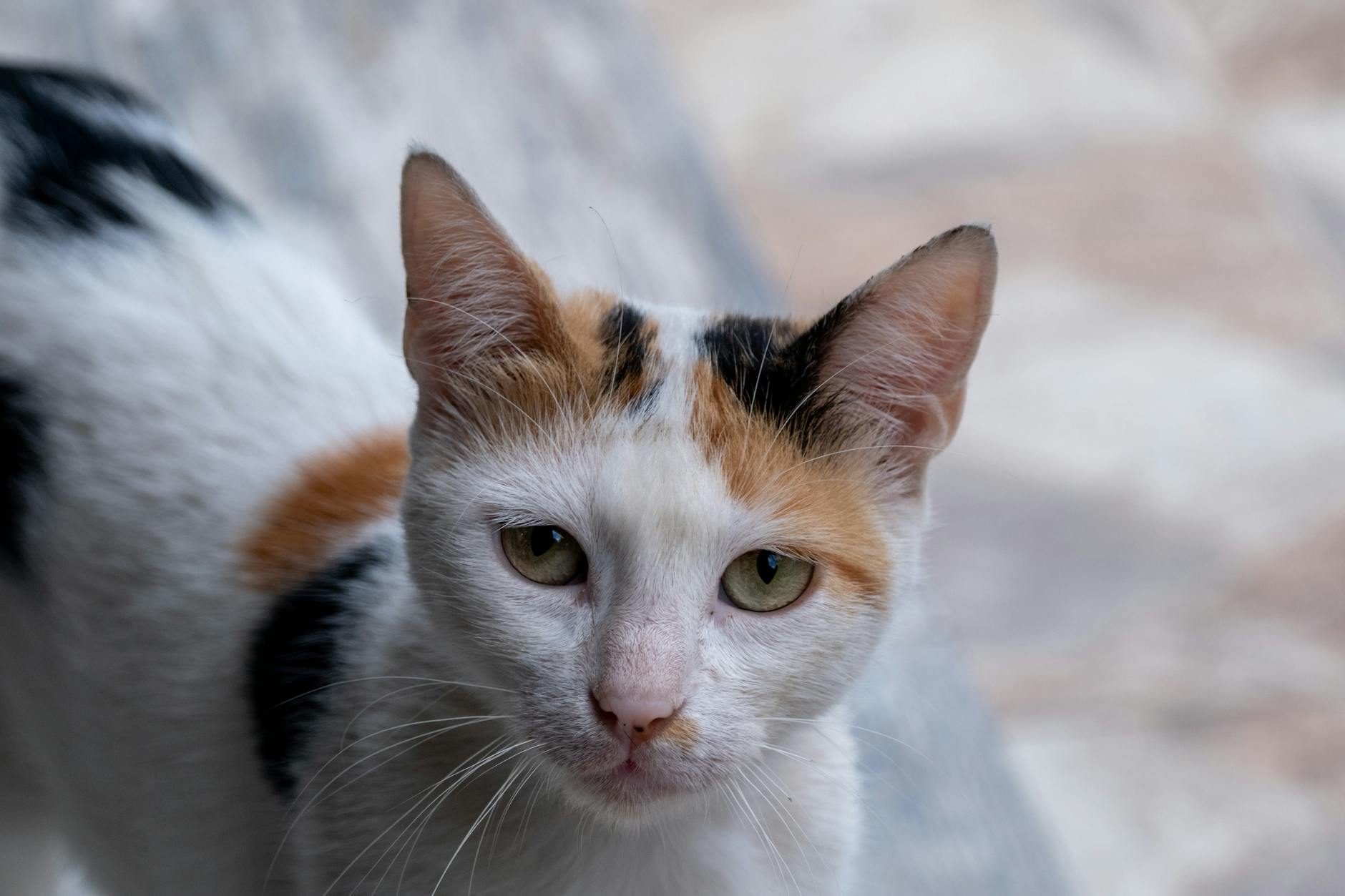 Veterinary care for a cat