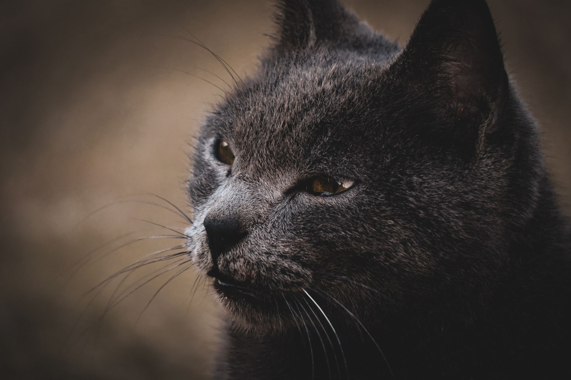 Portrait of a cat at a veterinary clinic