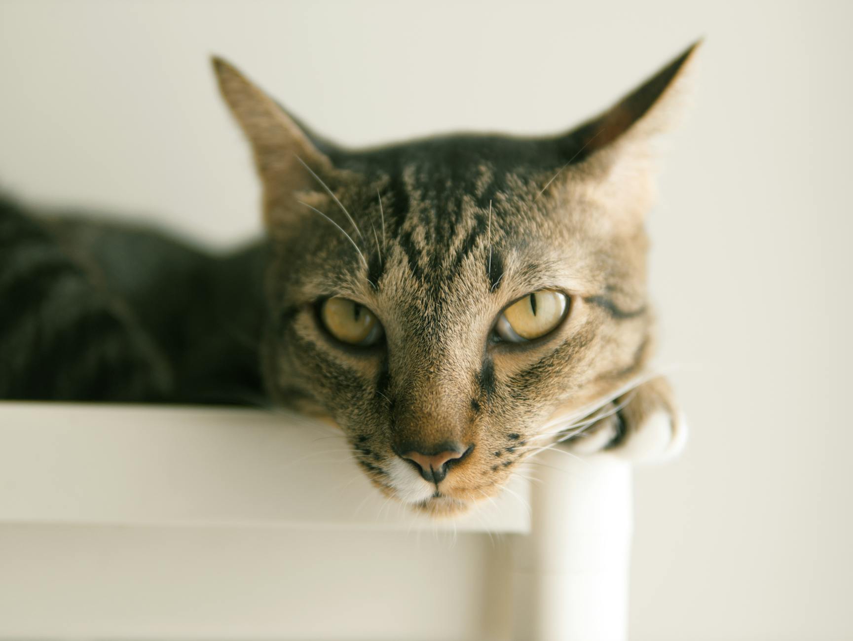 A cat undergoing diagnostic blood testing at a veterinary clinic