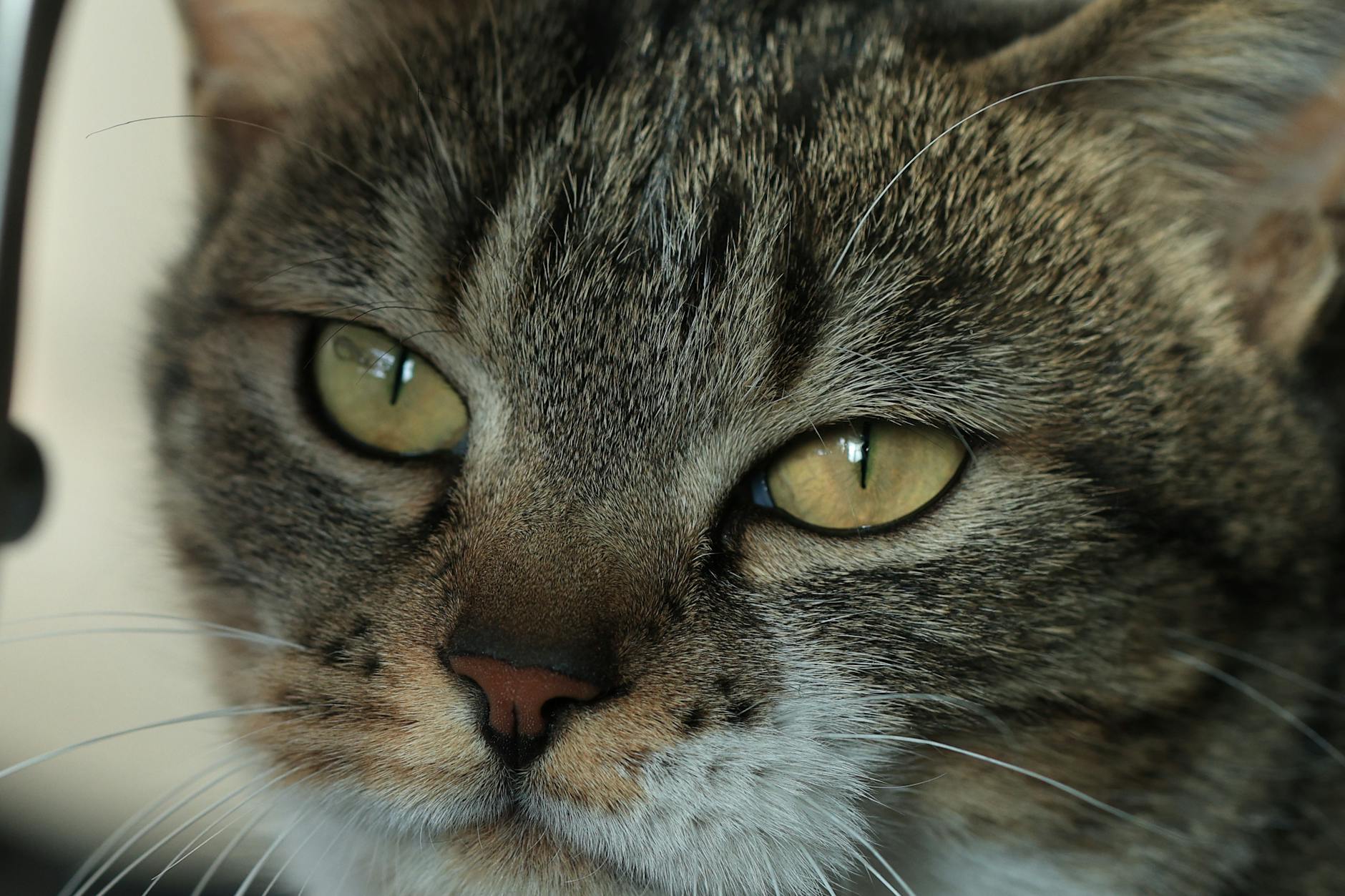Healthcare and wellness consultation for a cat