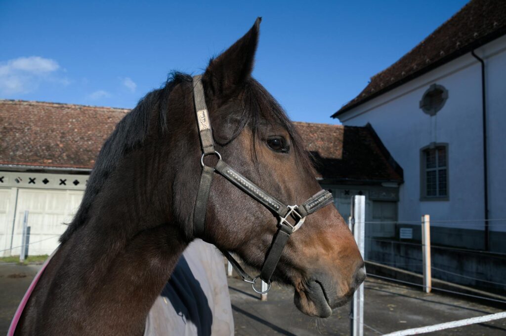 horse veterinary