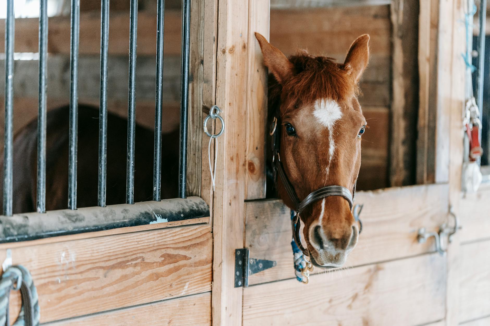 Veterinarian examining a horse during a checkup