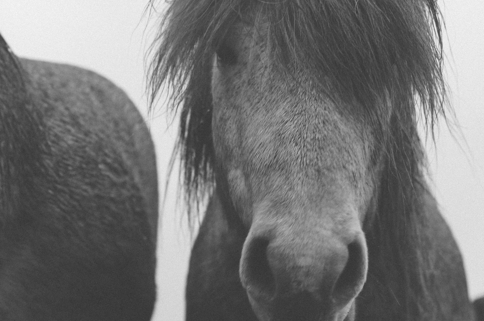 Portrait of a horse at a veterinary clinic