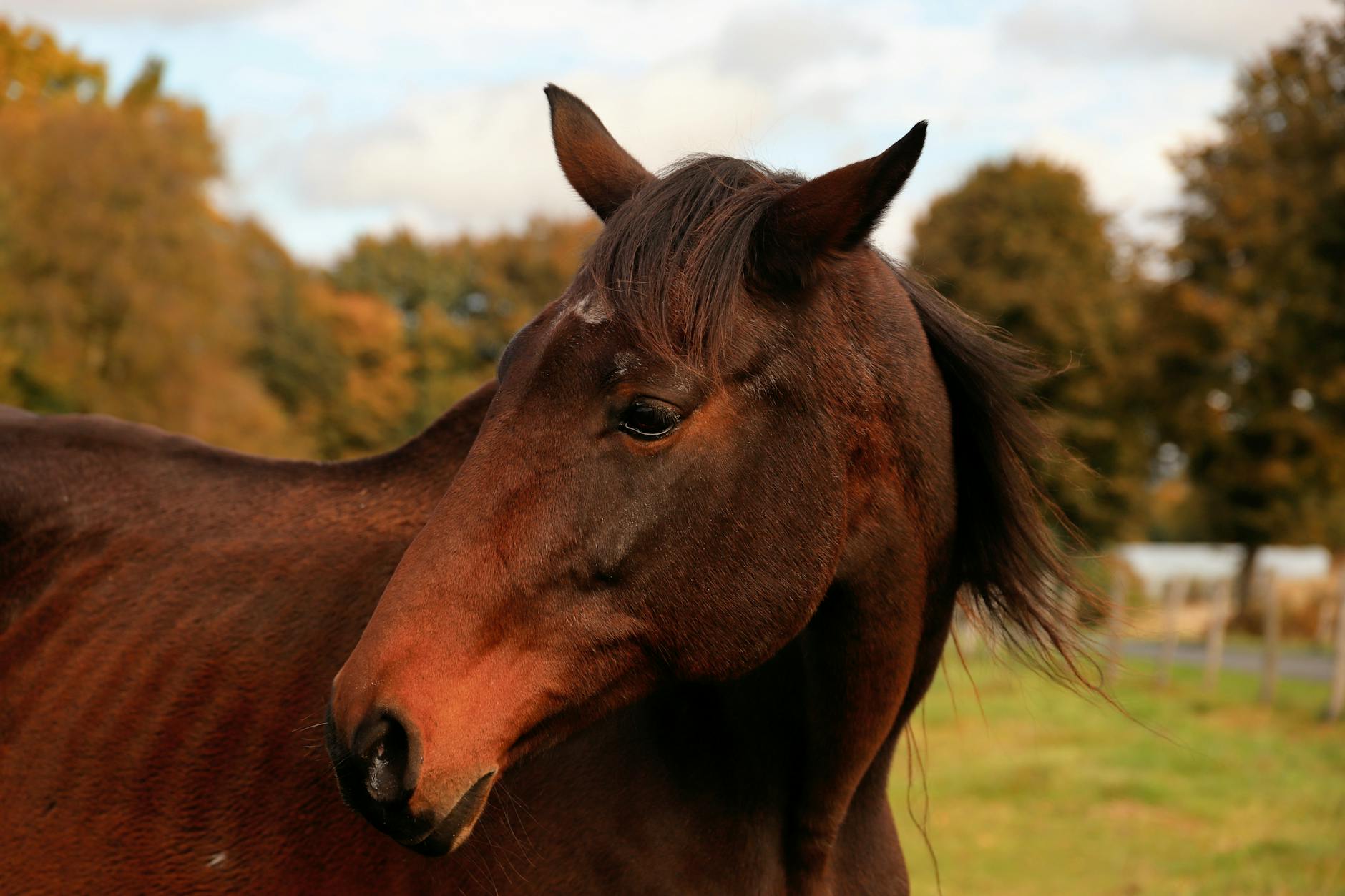 A horse undergoing diagnostic blood testing at a veterinary clinic