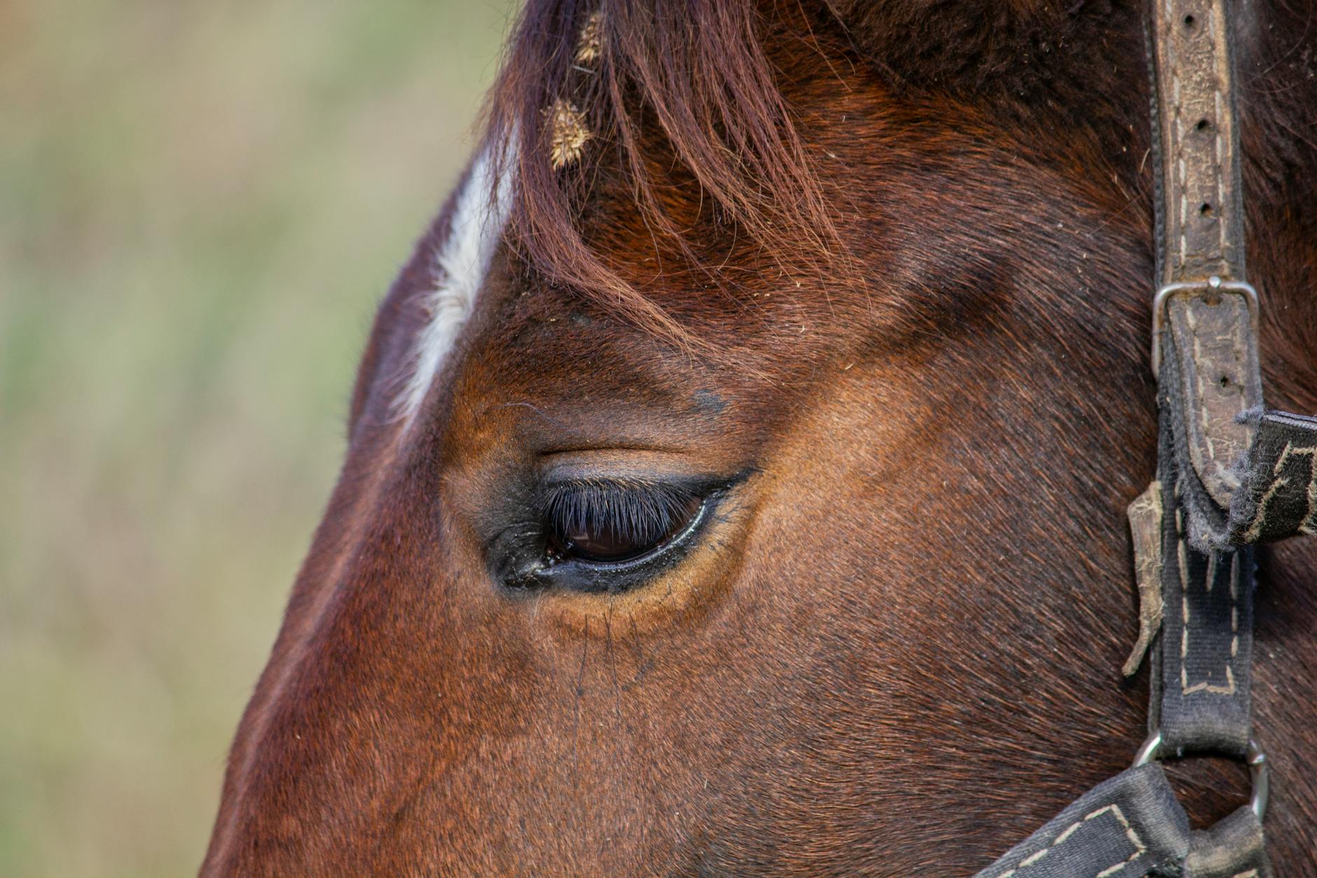 Veterinary care for a horse