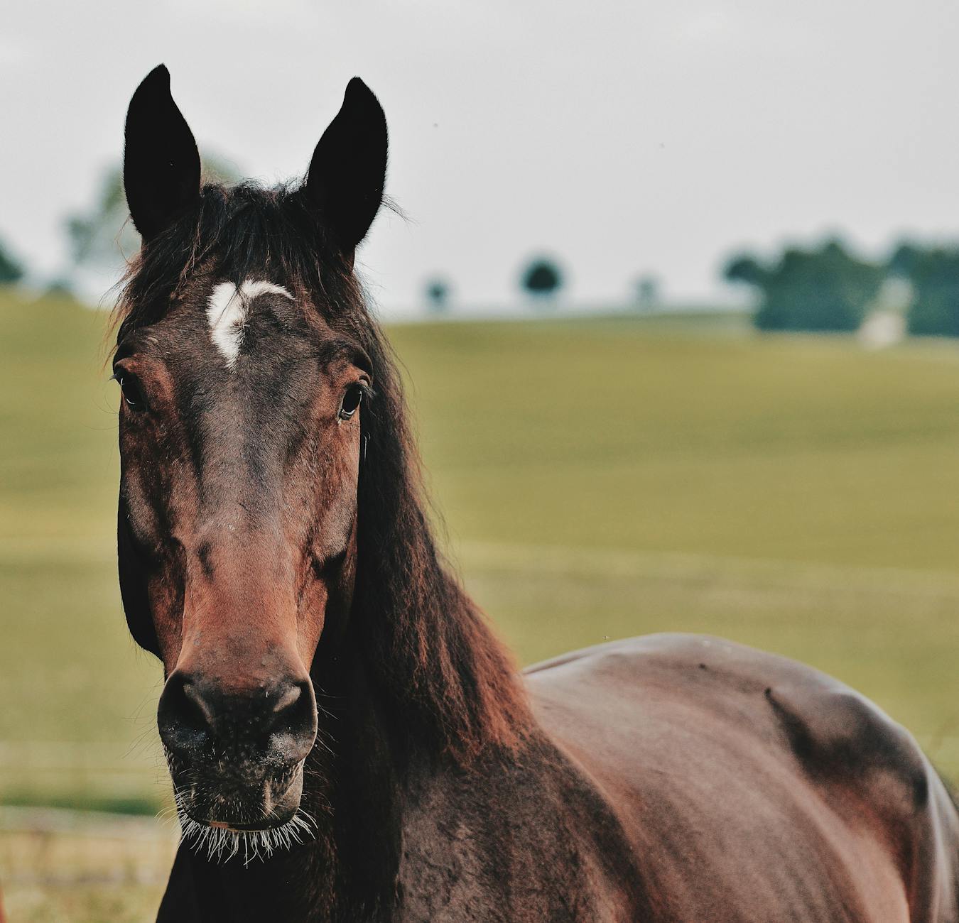 Portrait of a horse at a veterinary clinic