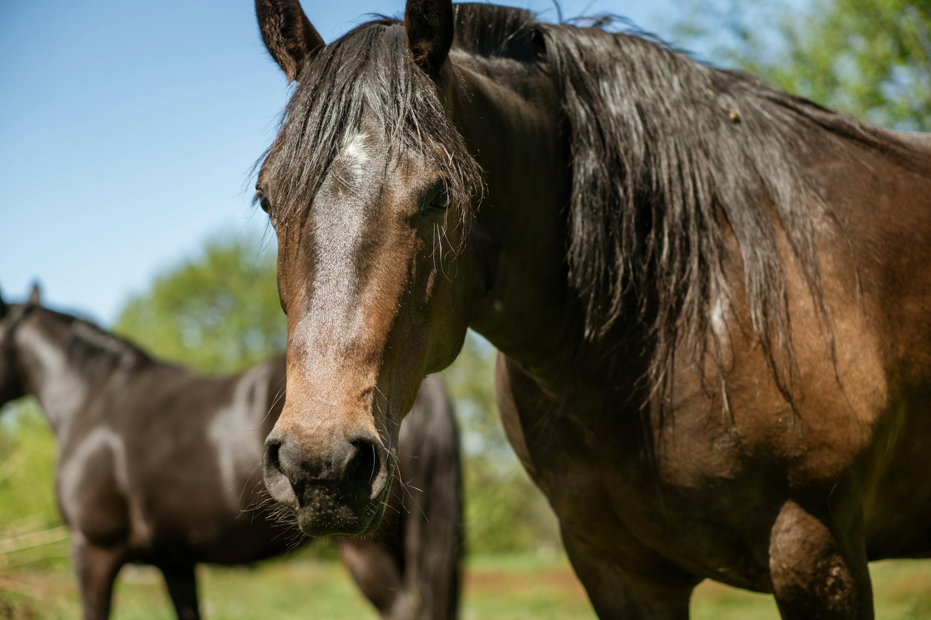 A horse undergoing diagnostic blood testing at a veterinary clinic