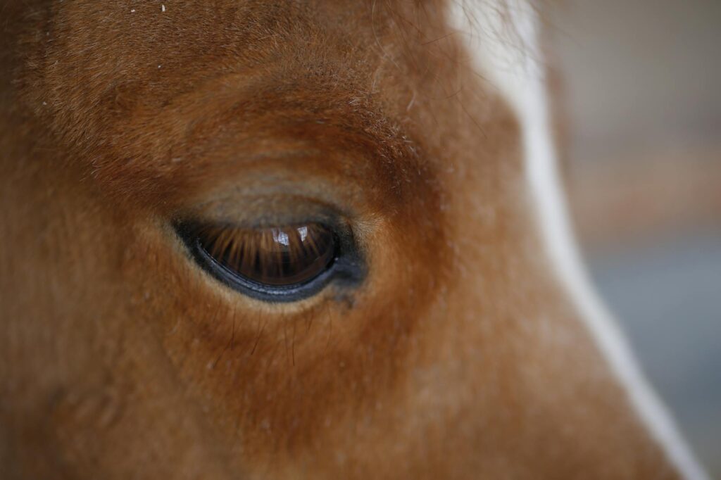 horse veterinary