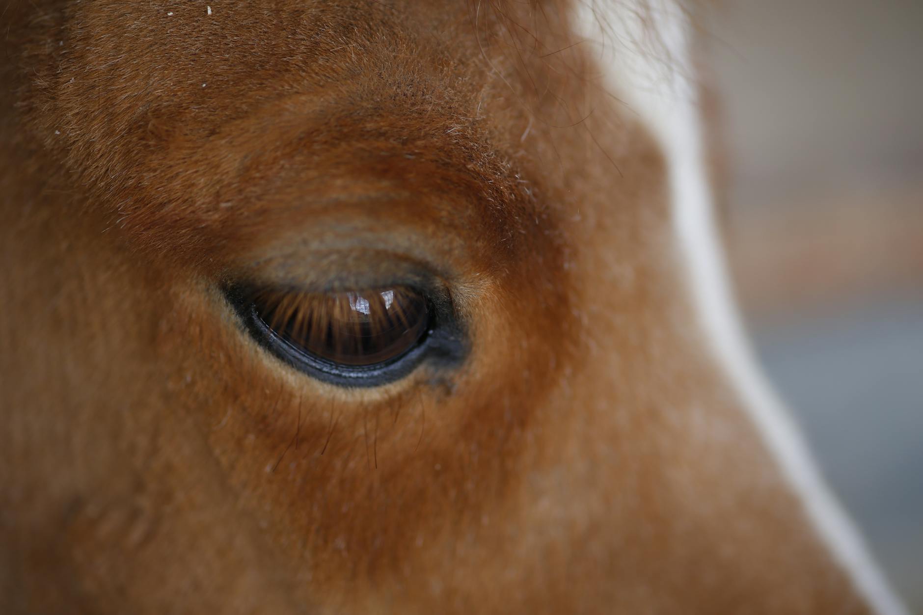 Veterinary care for a horse