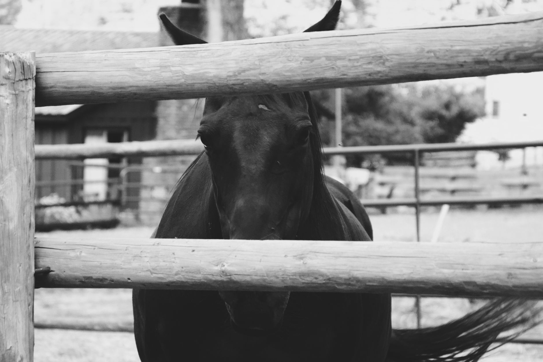 Veterinarian examining a horse during a checkup